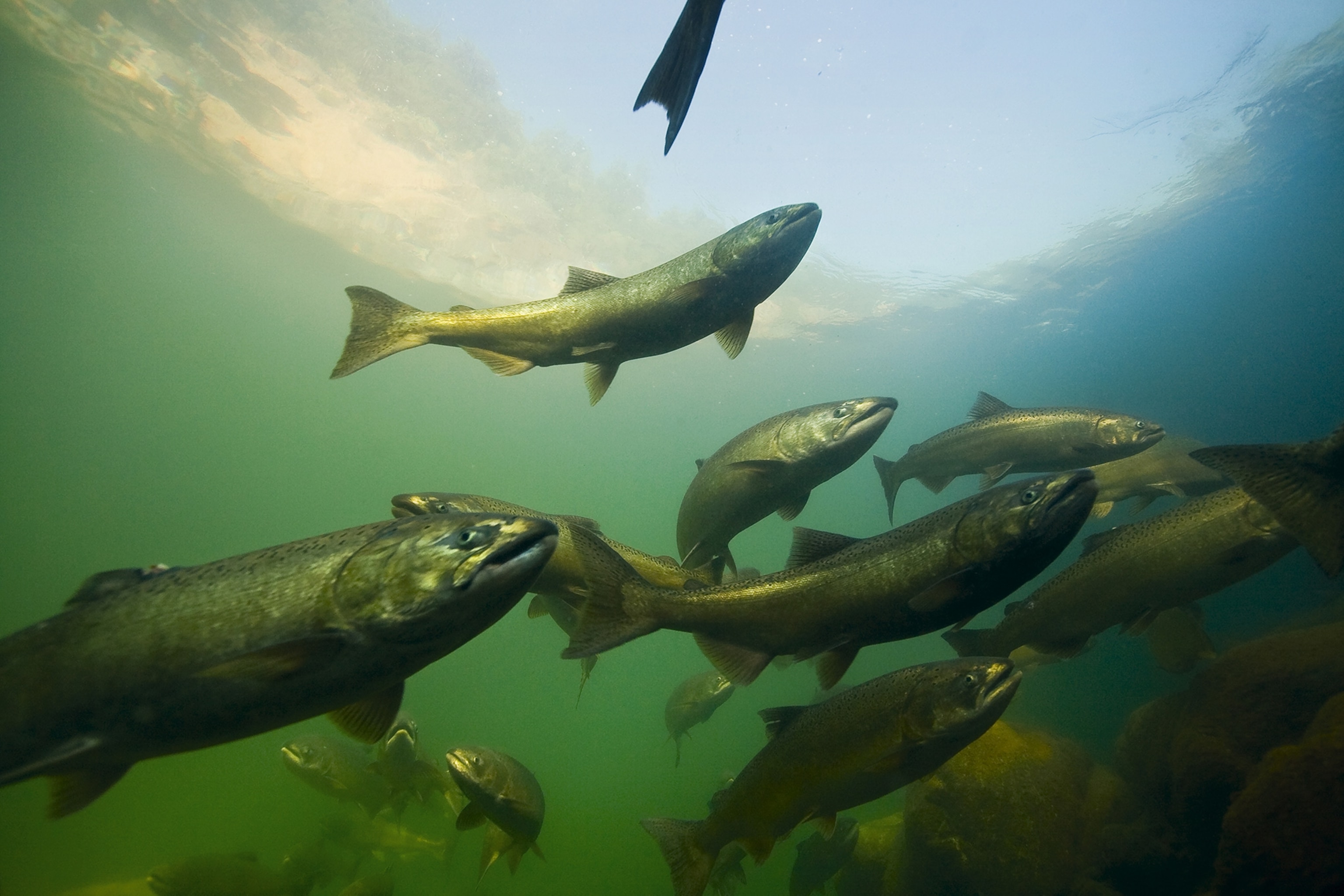 spring chinook salmon congregate in the depths of a pool on the Salmon River.