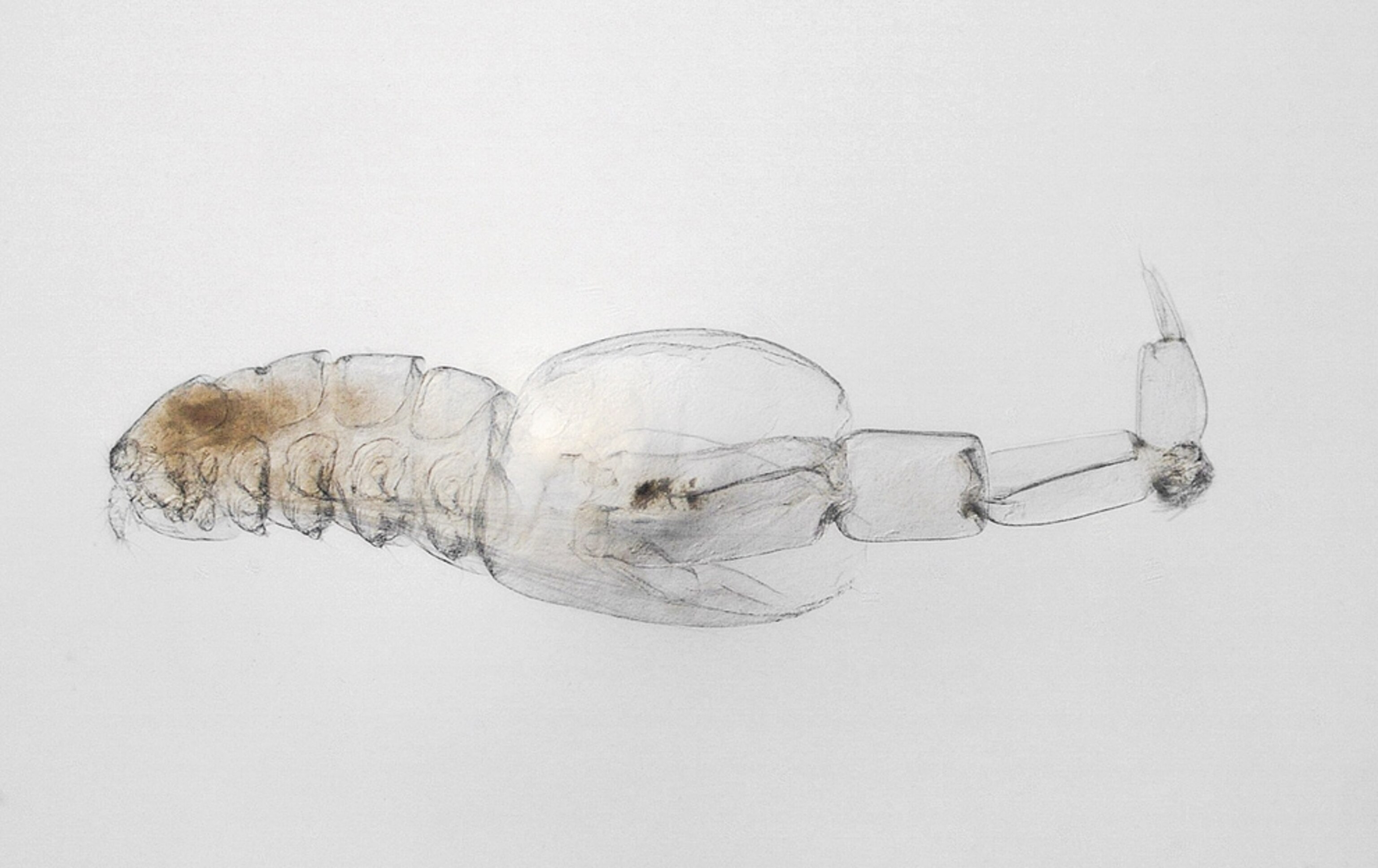 Picture of a new species of translucent crustacean found in Korea.
