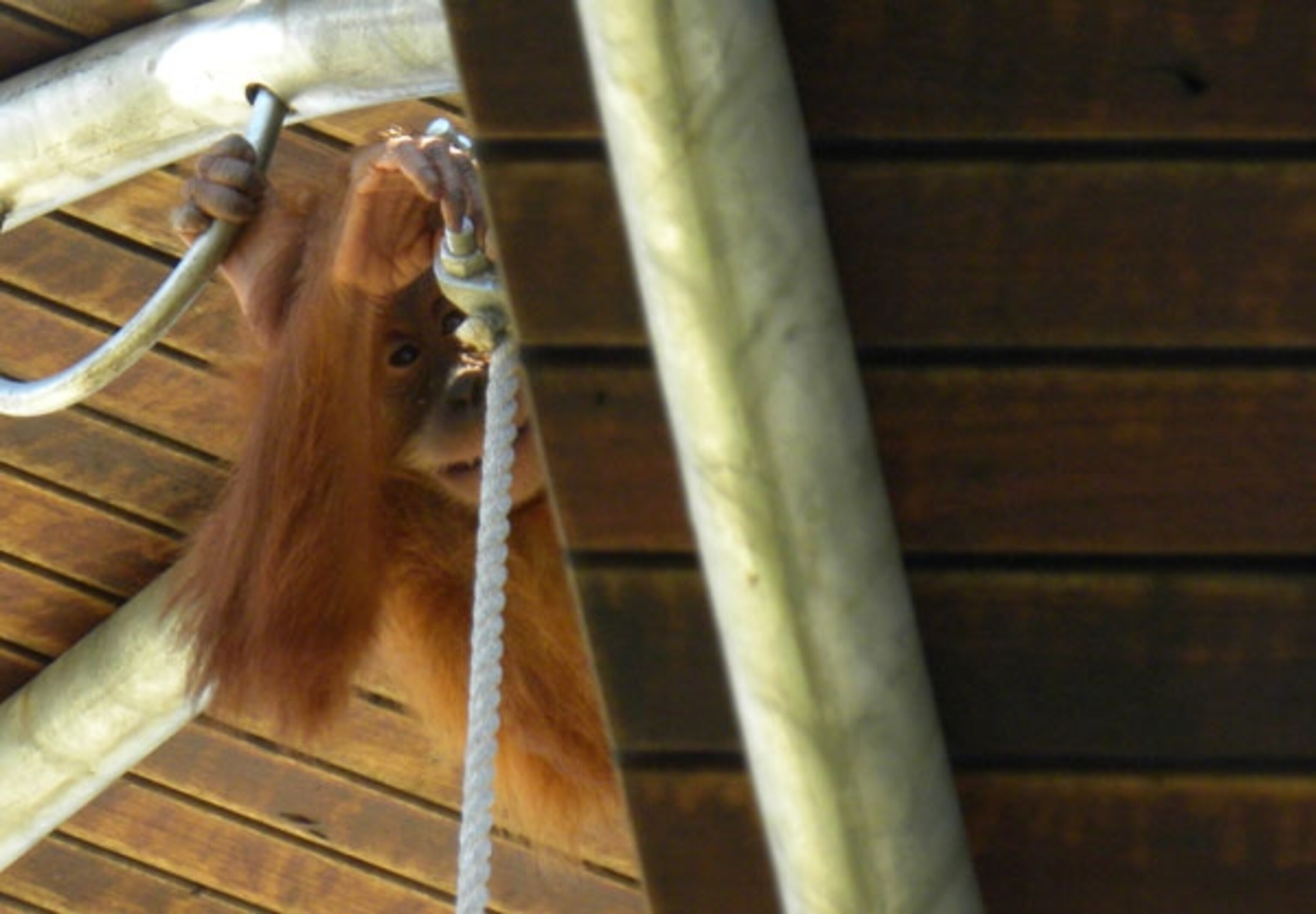 Orangutan_baby_knot