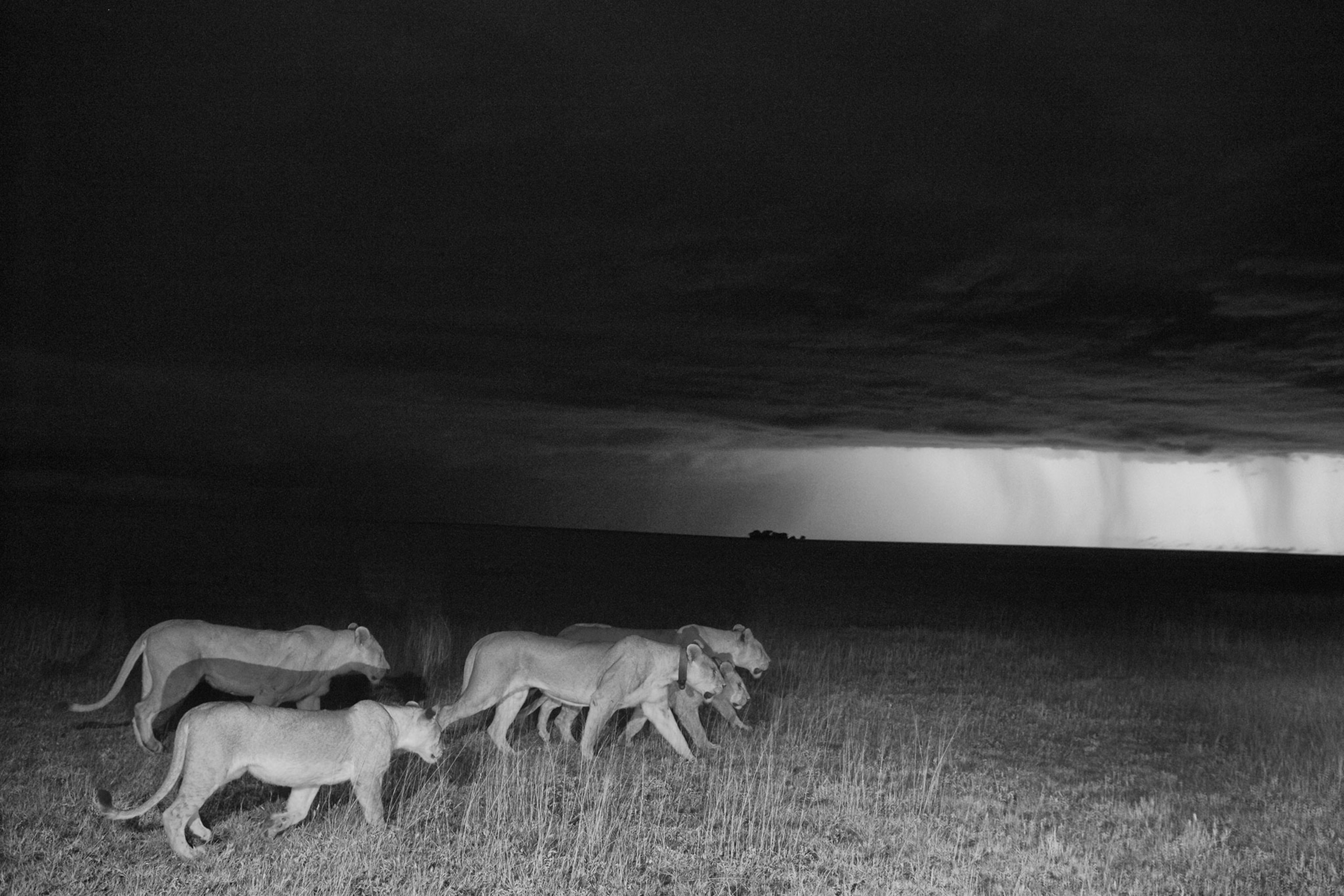 Nocturnal animals facts and information