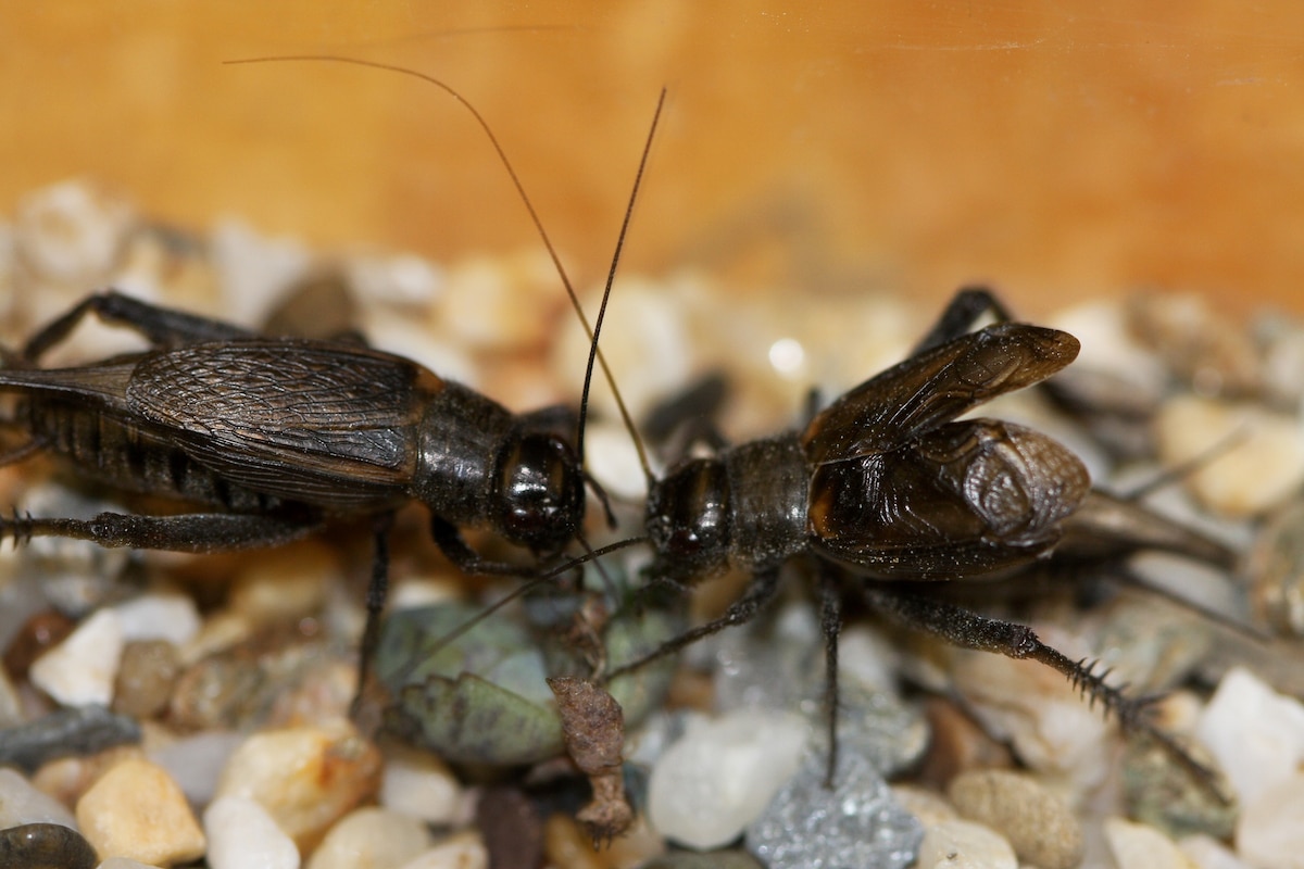 Crickets Act Differently When Others Are Watching