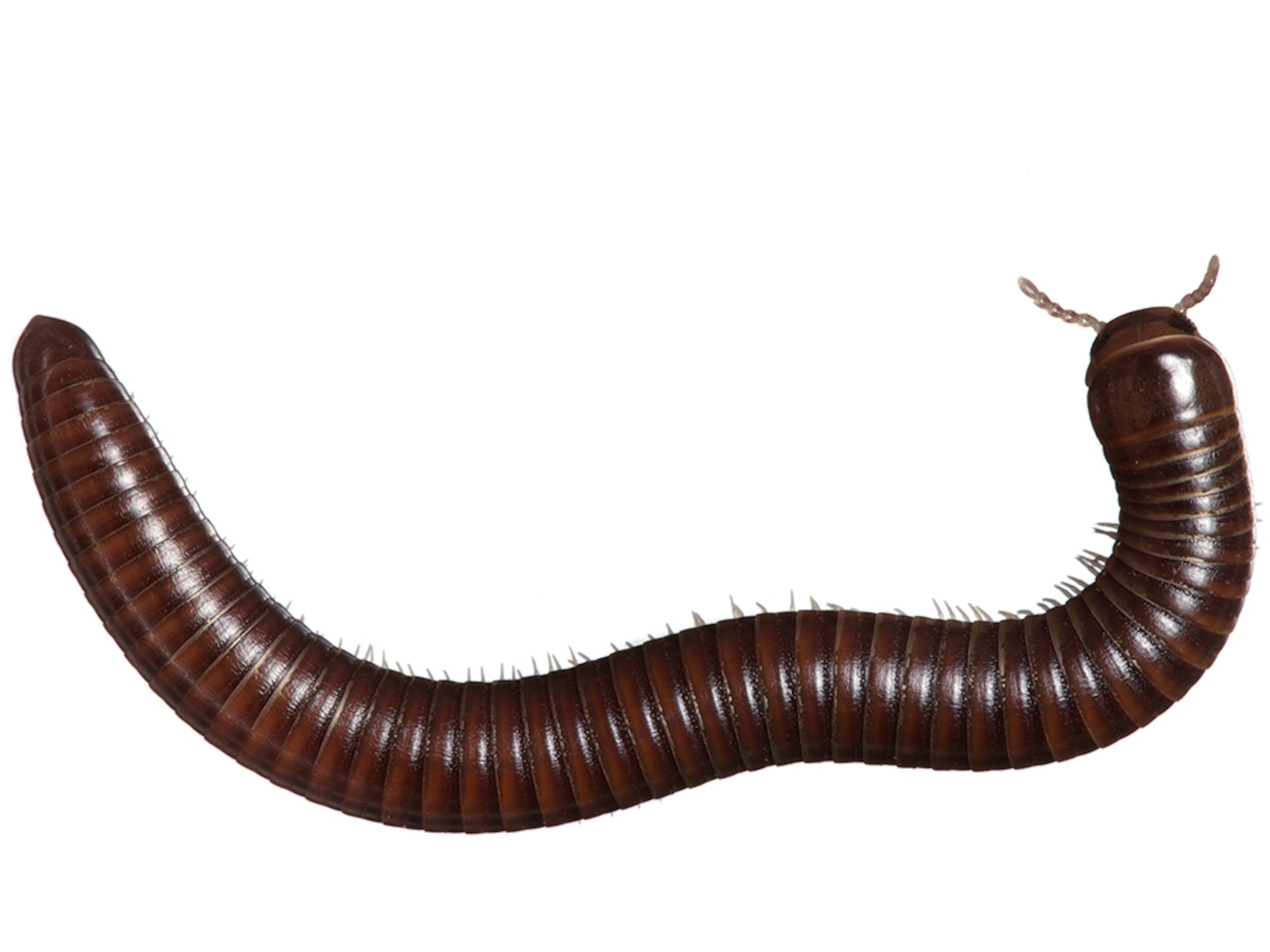 Common Name: Trigoniulid millipede, Scientific Name: prob. Leptogoniulus sorornus, Magnification: 1x,