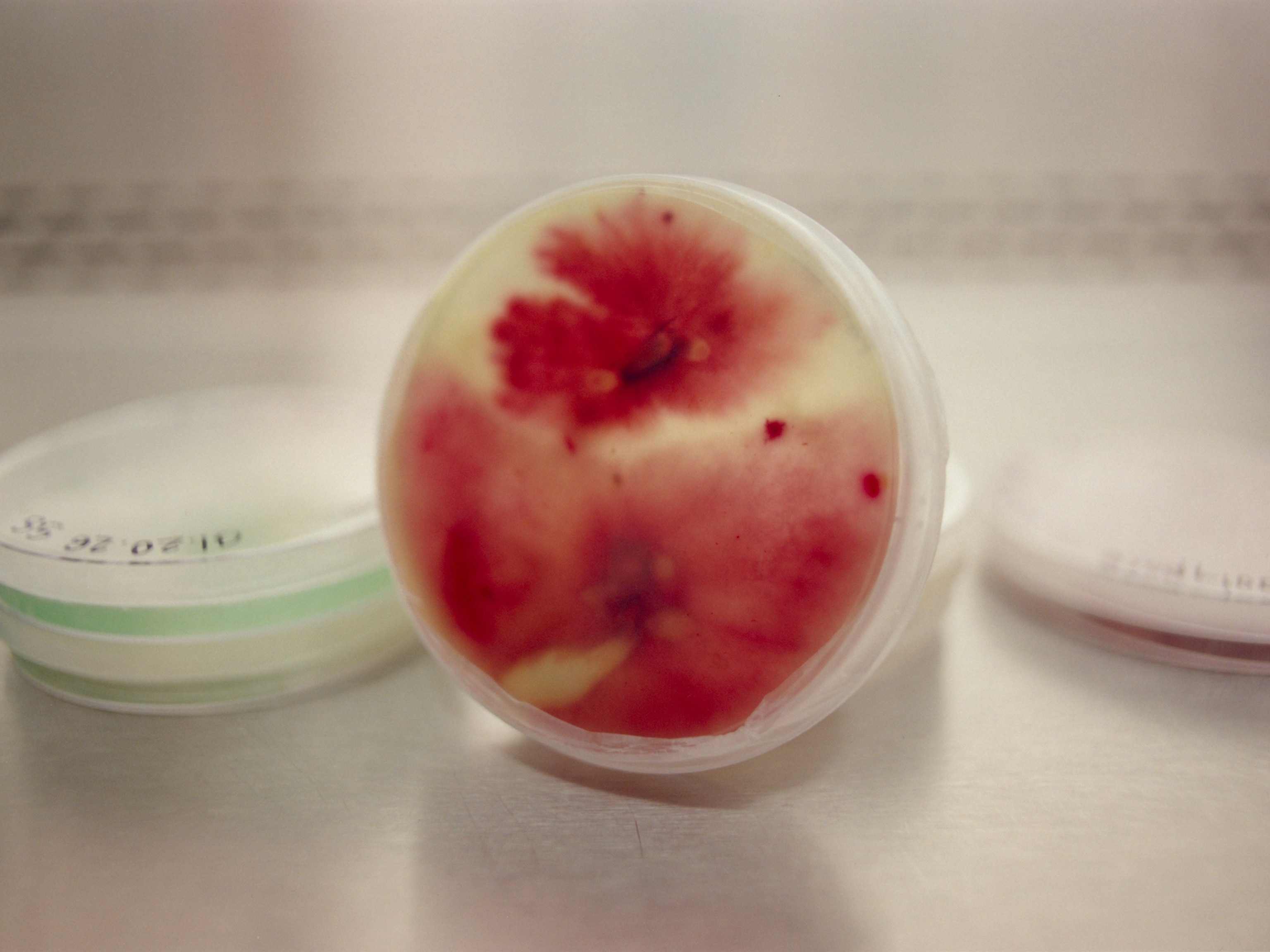 Underside of Mycelium in a Petri dish. Introducing Fungi to the seeds helps break down toxins in the soil.