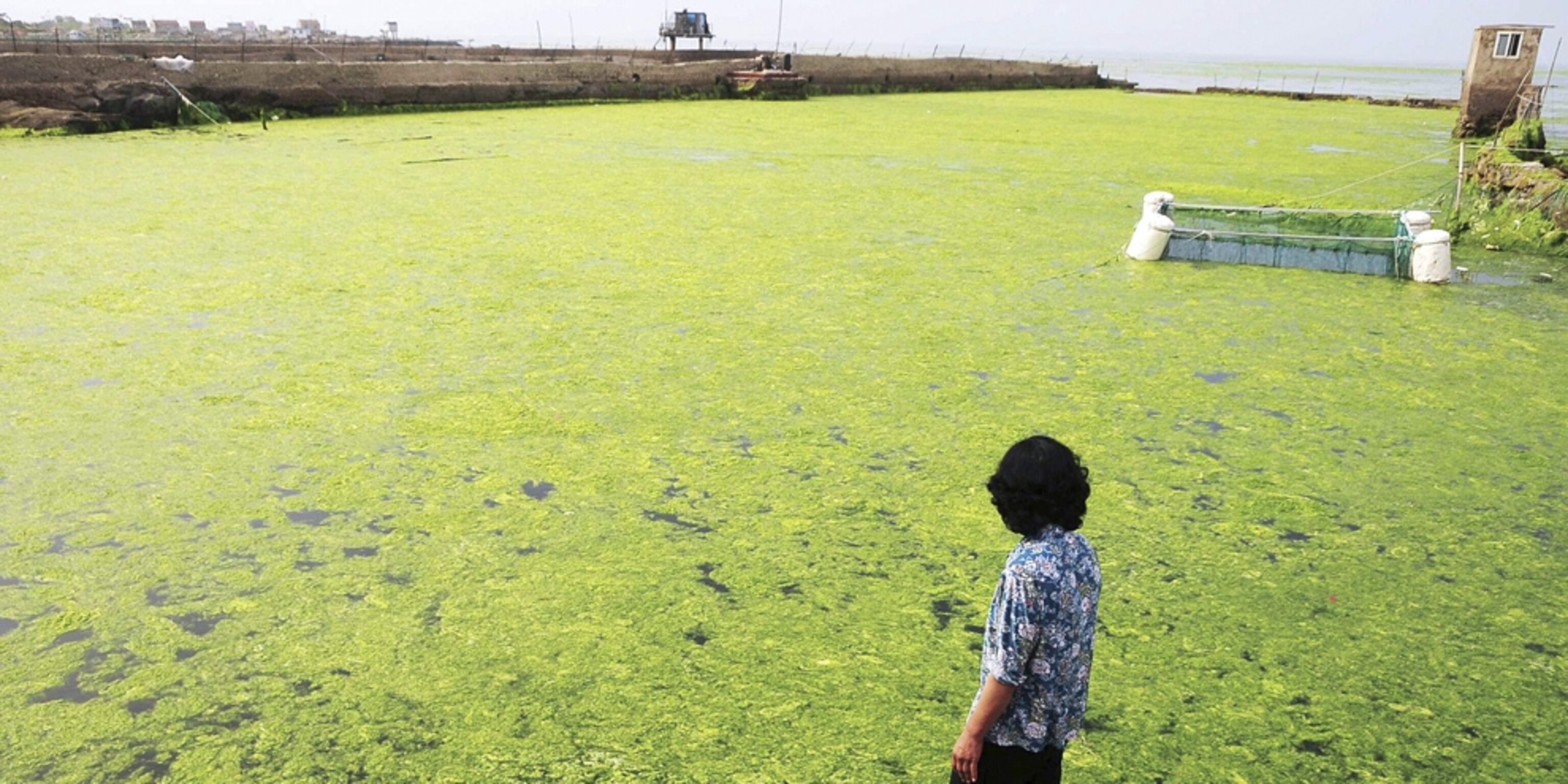 Photos Thick Green Algae Chokes Beach Swimmers Dive In