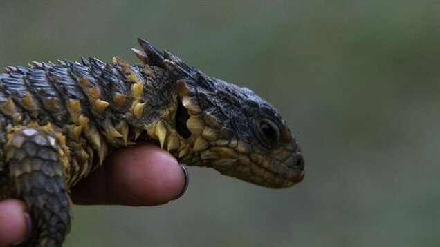 Dragon Lizard Named For The Hobbit Pummeled By Poachers Dragon Lizard Named For The Hobbit Pummeled By Poachers