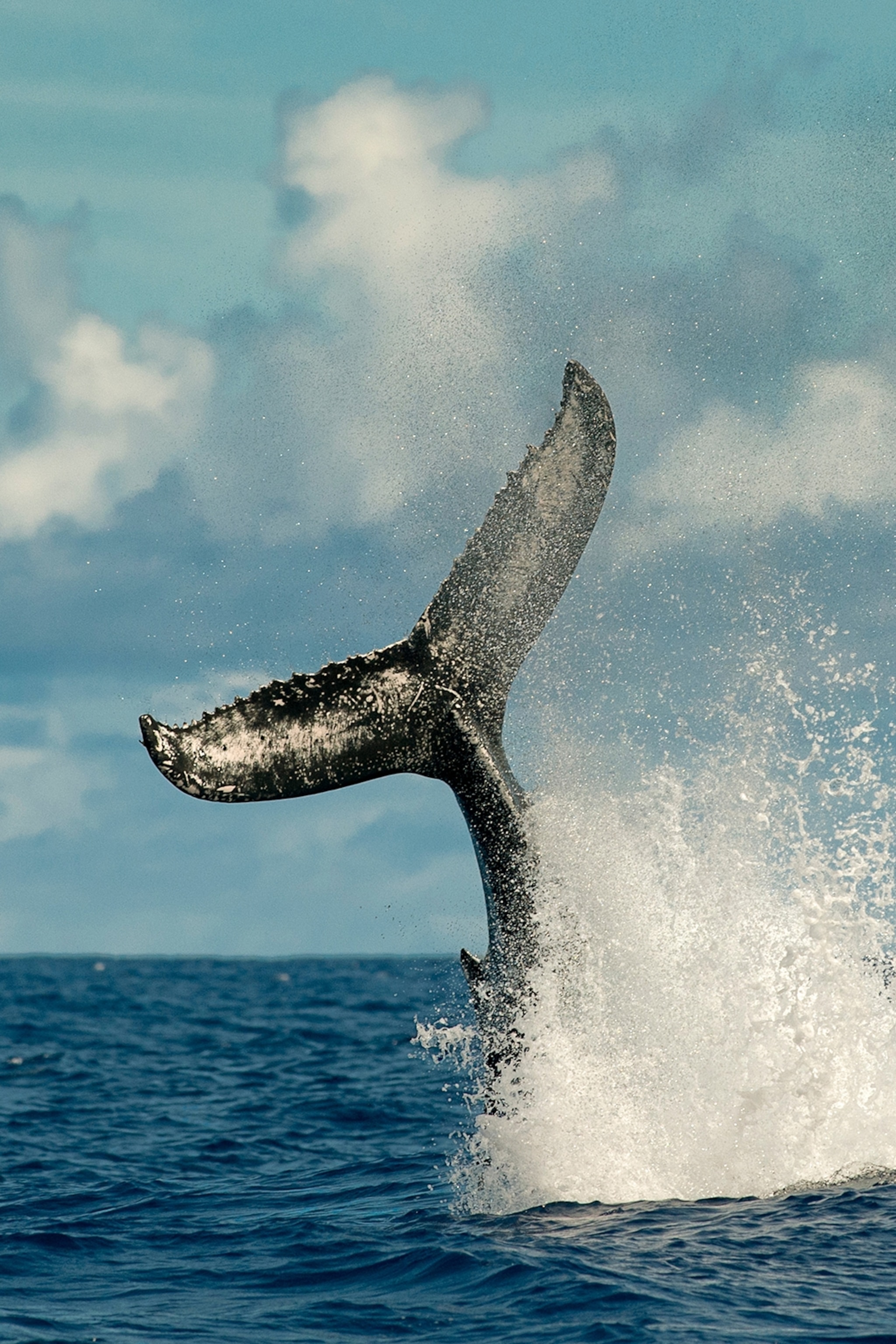 The fin of a whale peaking out of the ocean with water splashing around it.