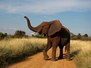 African Elephant Pictures
