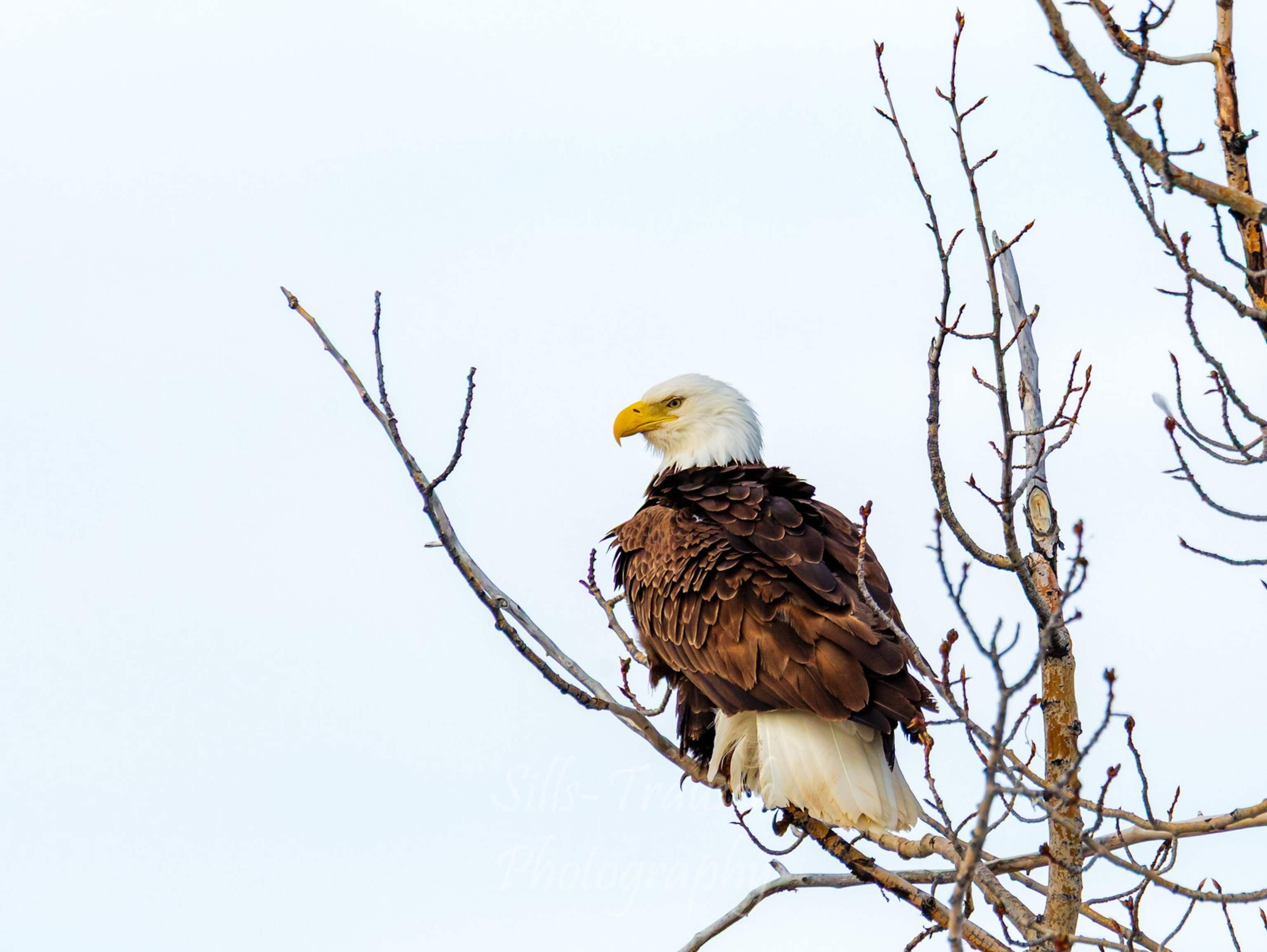 A bald eagle sits on a branch along the Denali Highway.