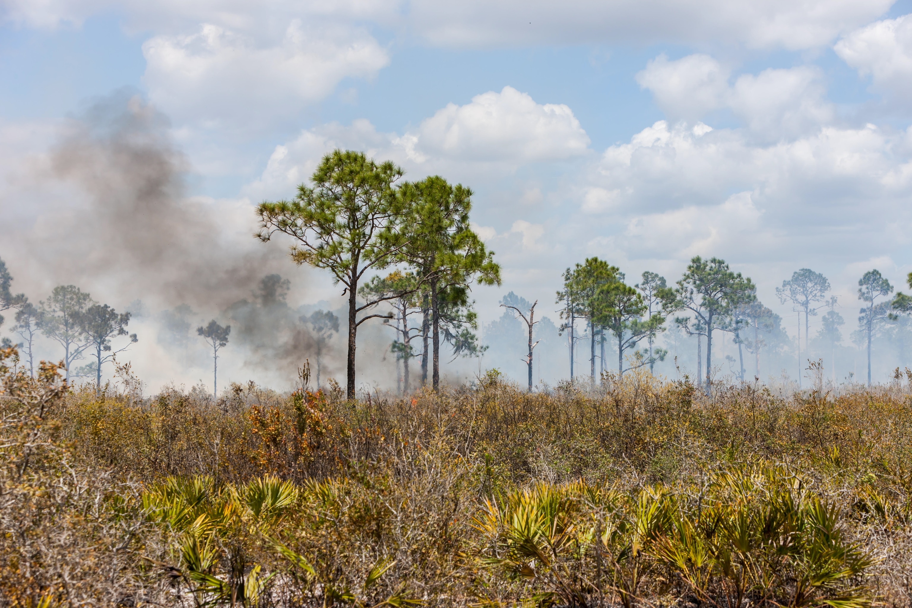 smoldering fires in the park.