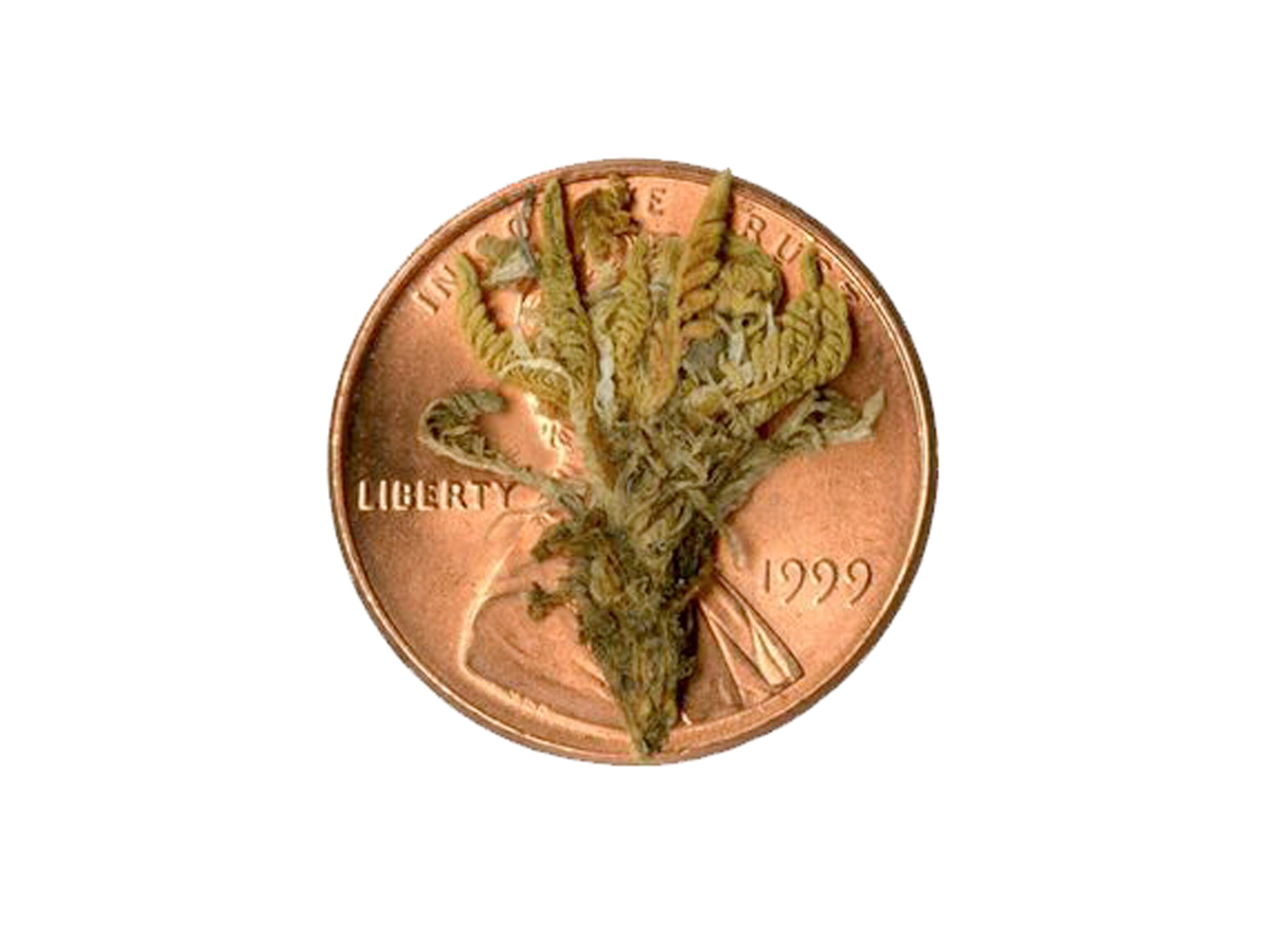 Picture of a violet the size of a U.S. penny