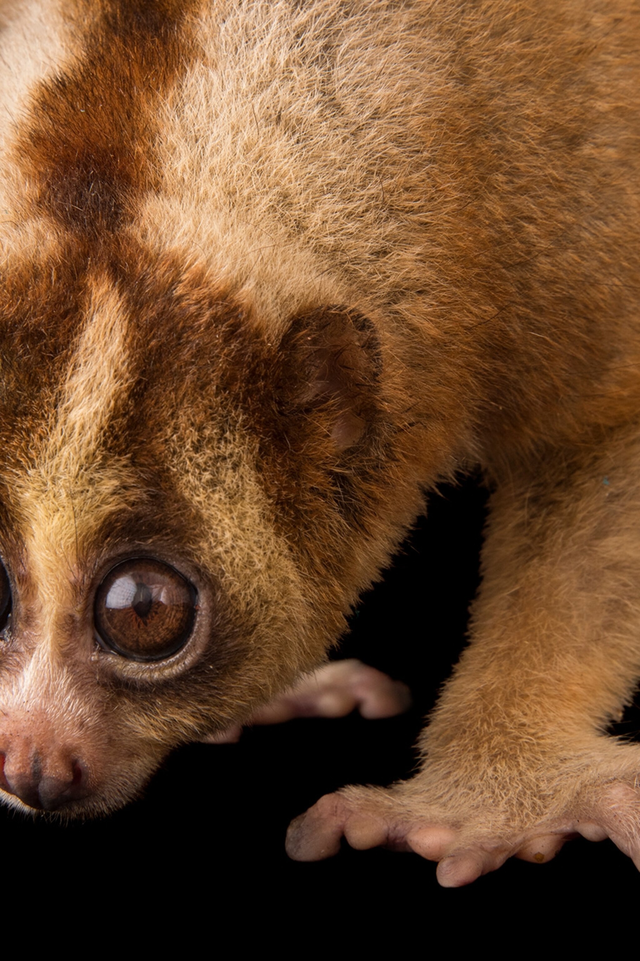 How the slow loris's cute face may keep it safe from predators How the slow loris's cute face may keep it safe from predators