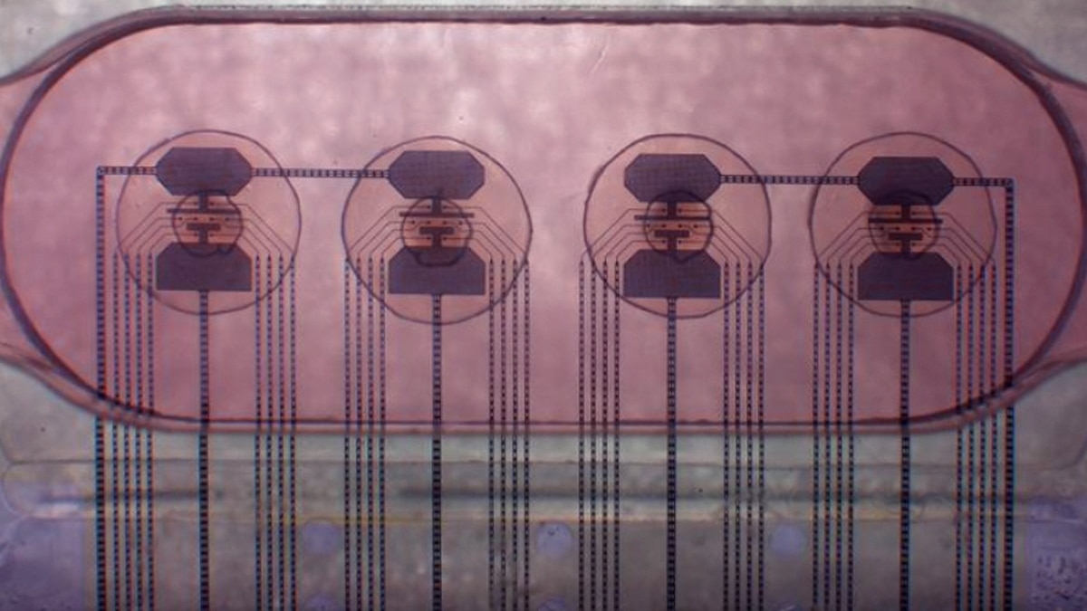 Scientists are racing to develop a ‘living computer’