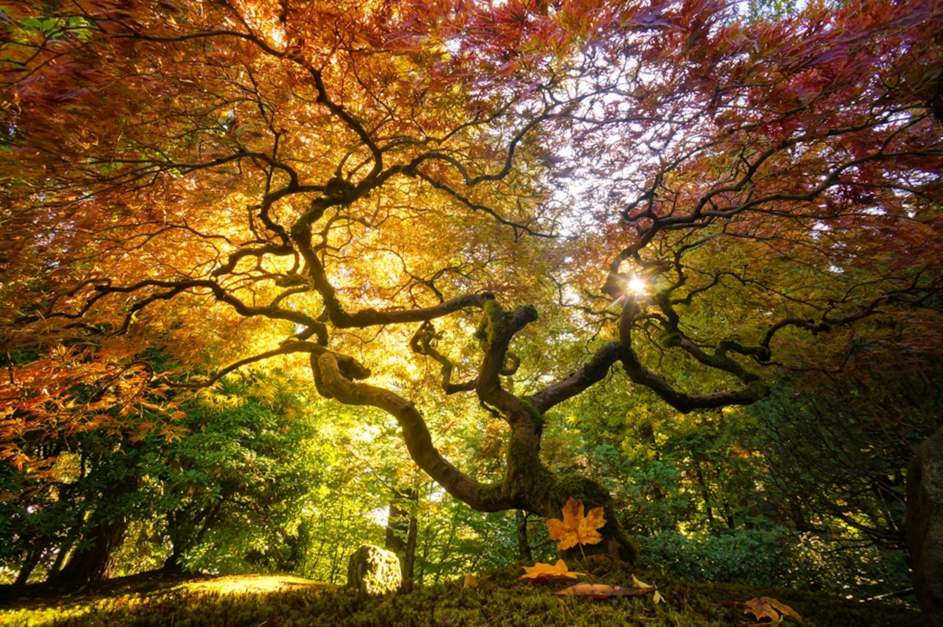 Portland Japanese Tea Garden