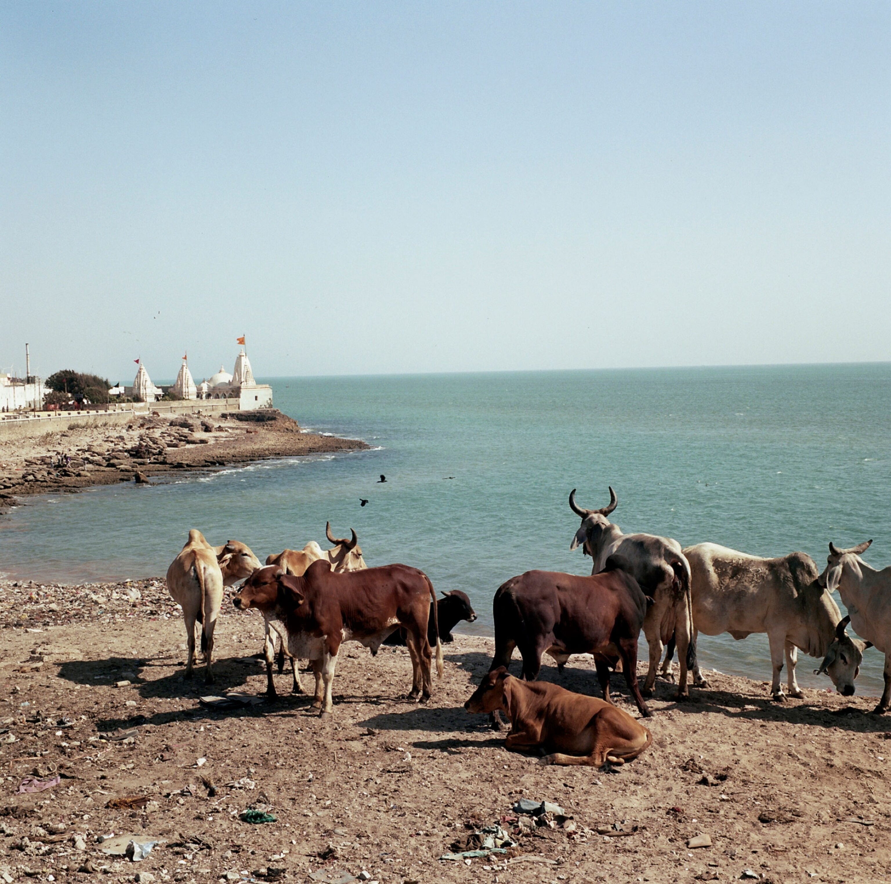 Cows stand along the coast of Porbandar, looking out at the port in the town where Gandhi grew up