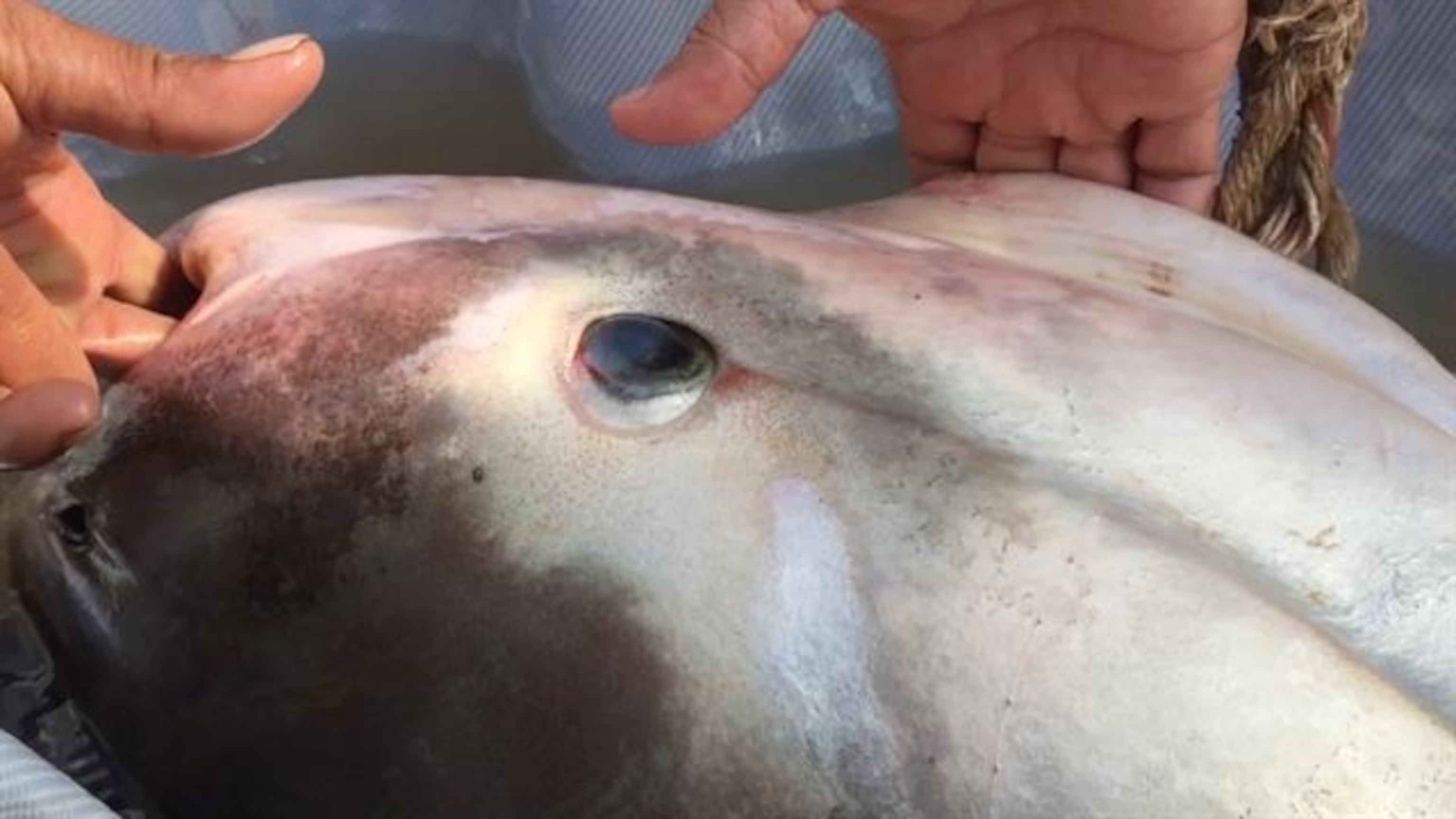 Critically Endangered Giant Fish on Menu at Luxury Restaurants in ...