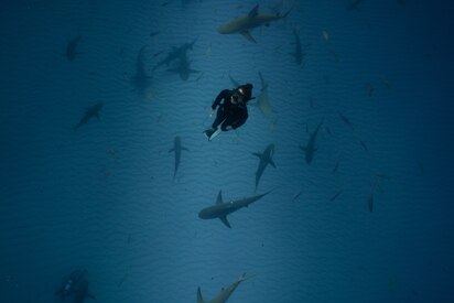 ナショナルジオグラフィックwedgeDAYS Plunge into the wild world of