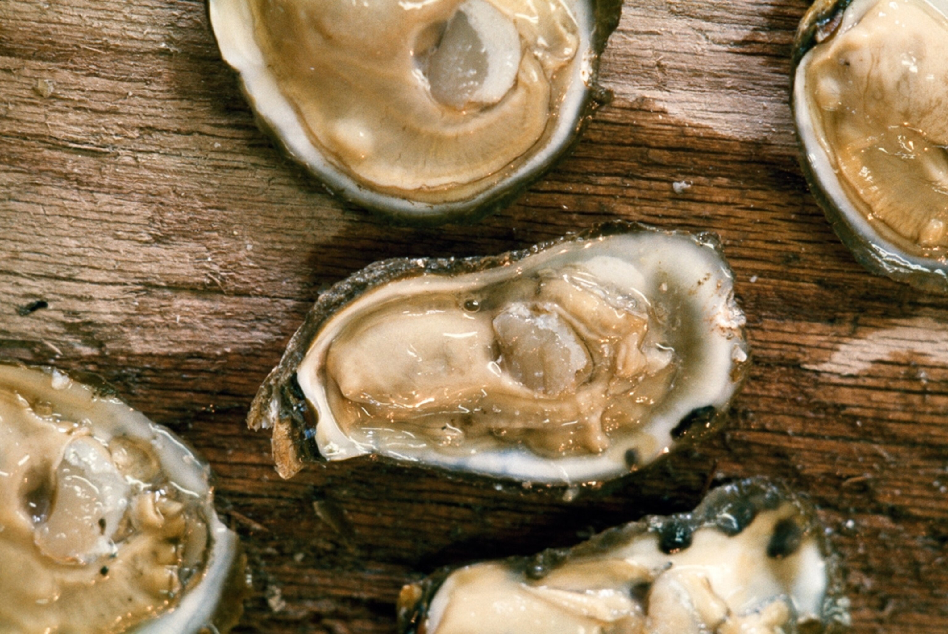 Raw oysters sit open and ready to be eaten.