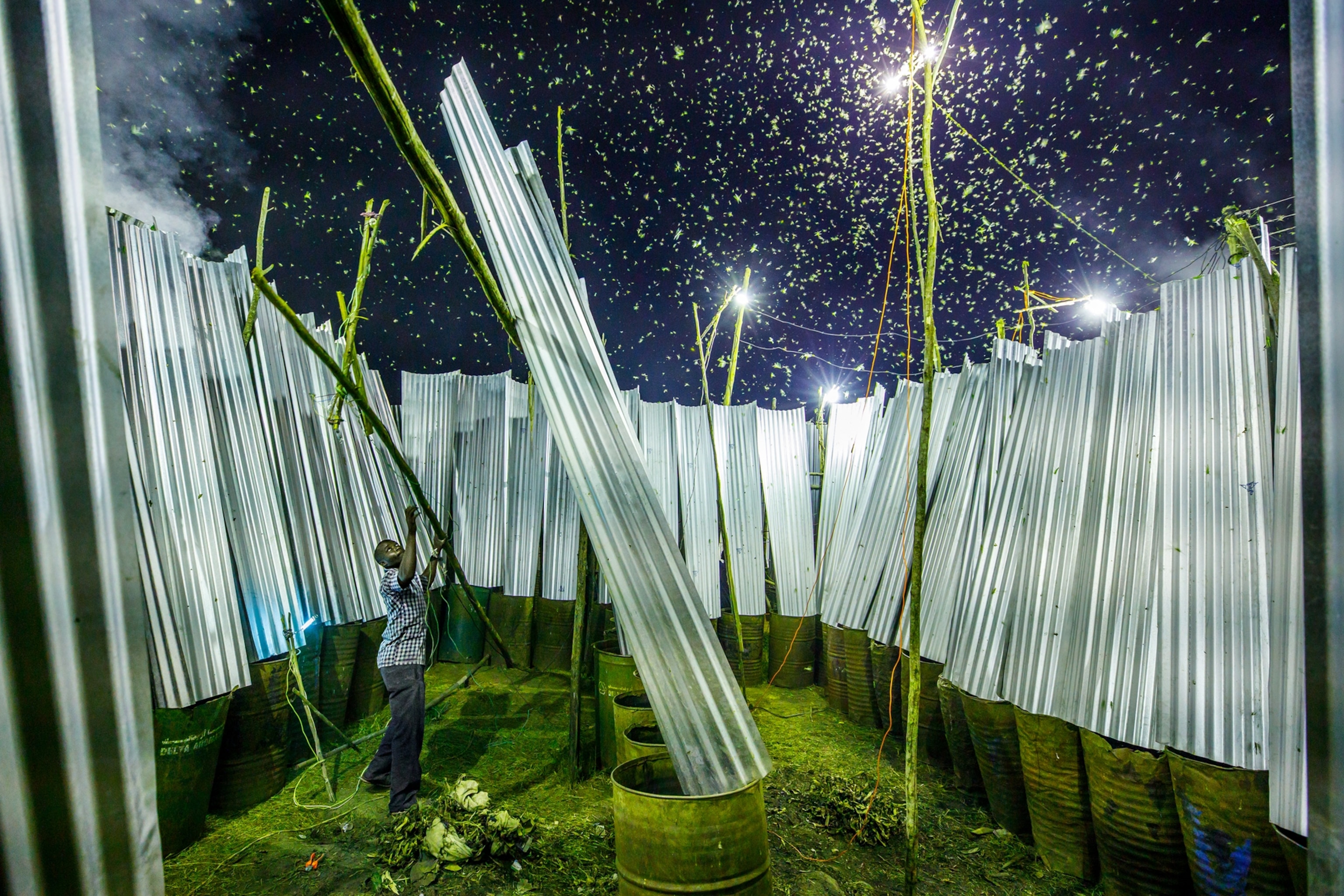 Picture of a cricket harvester standing amongst the tall sheets of corrugates metal and barrels being used as nsenene traps. With both arms outstretched, he supports a long stick upon which a new lightbulb will be placed.