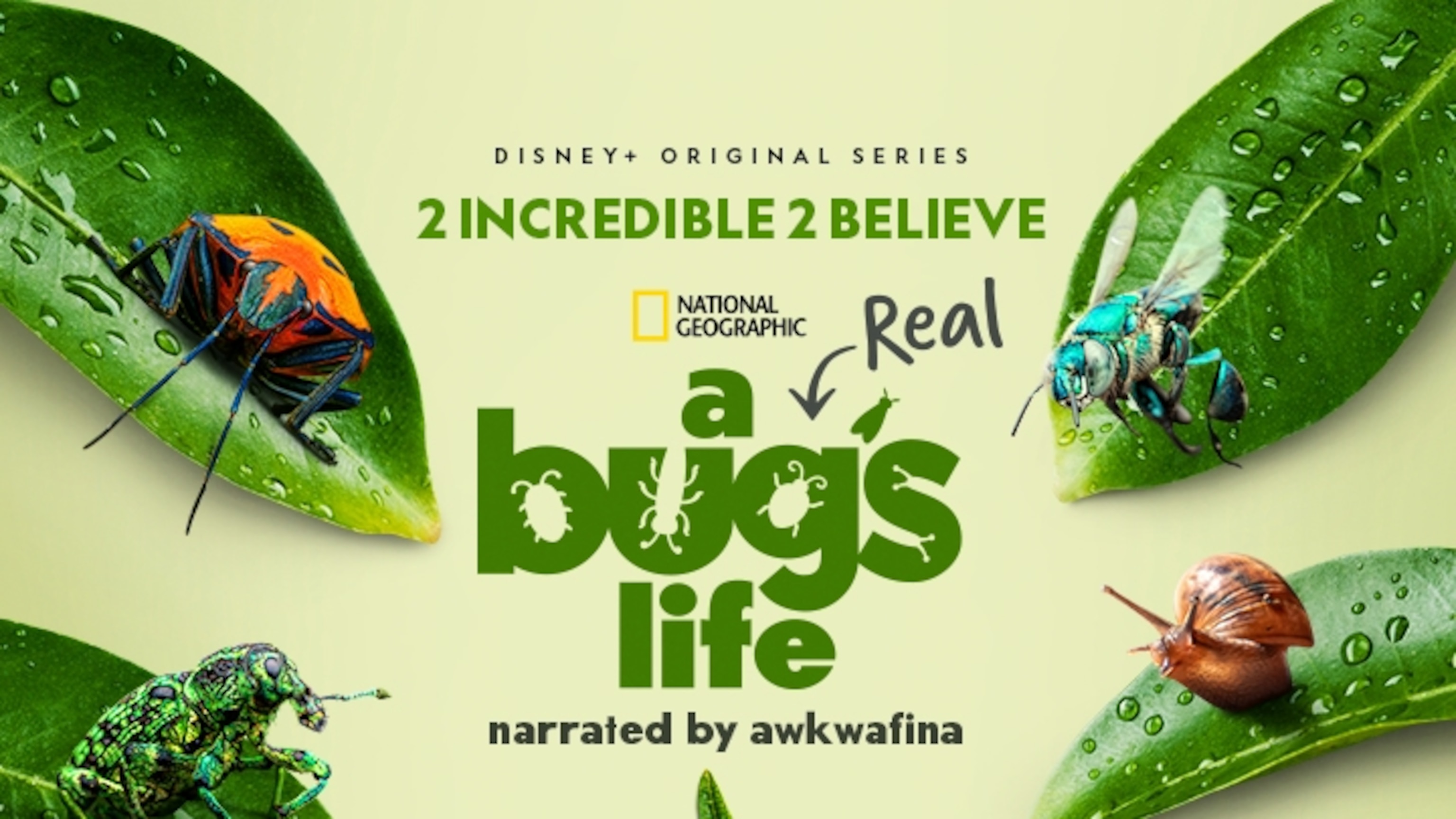 A Real Bug's Life