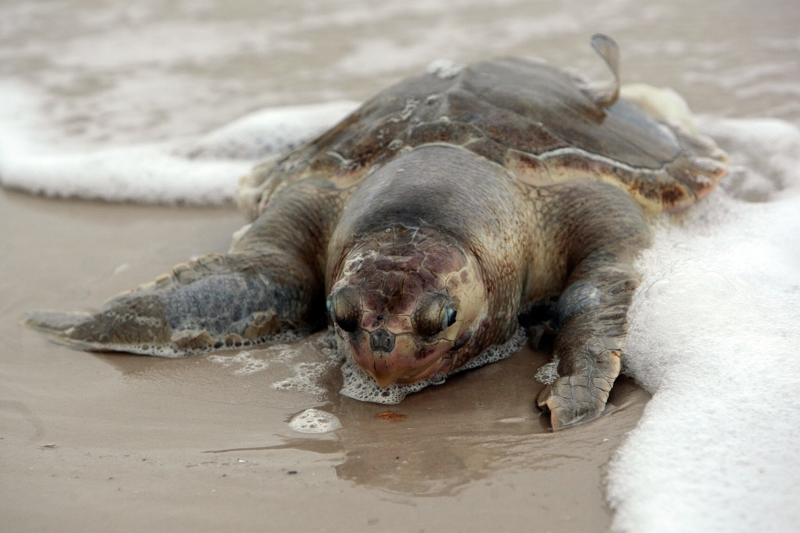 A dead sea turtle lies on a Mississippi beach during the 2010 oil spill disaster on the Gulf of Mexico.