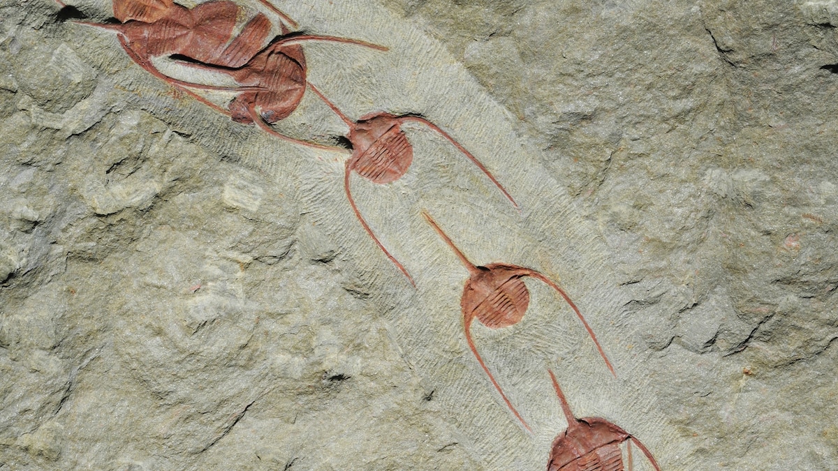 Fossil 'conga lines' reveal origins of animal swarms