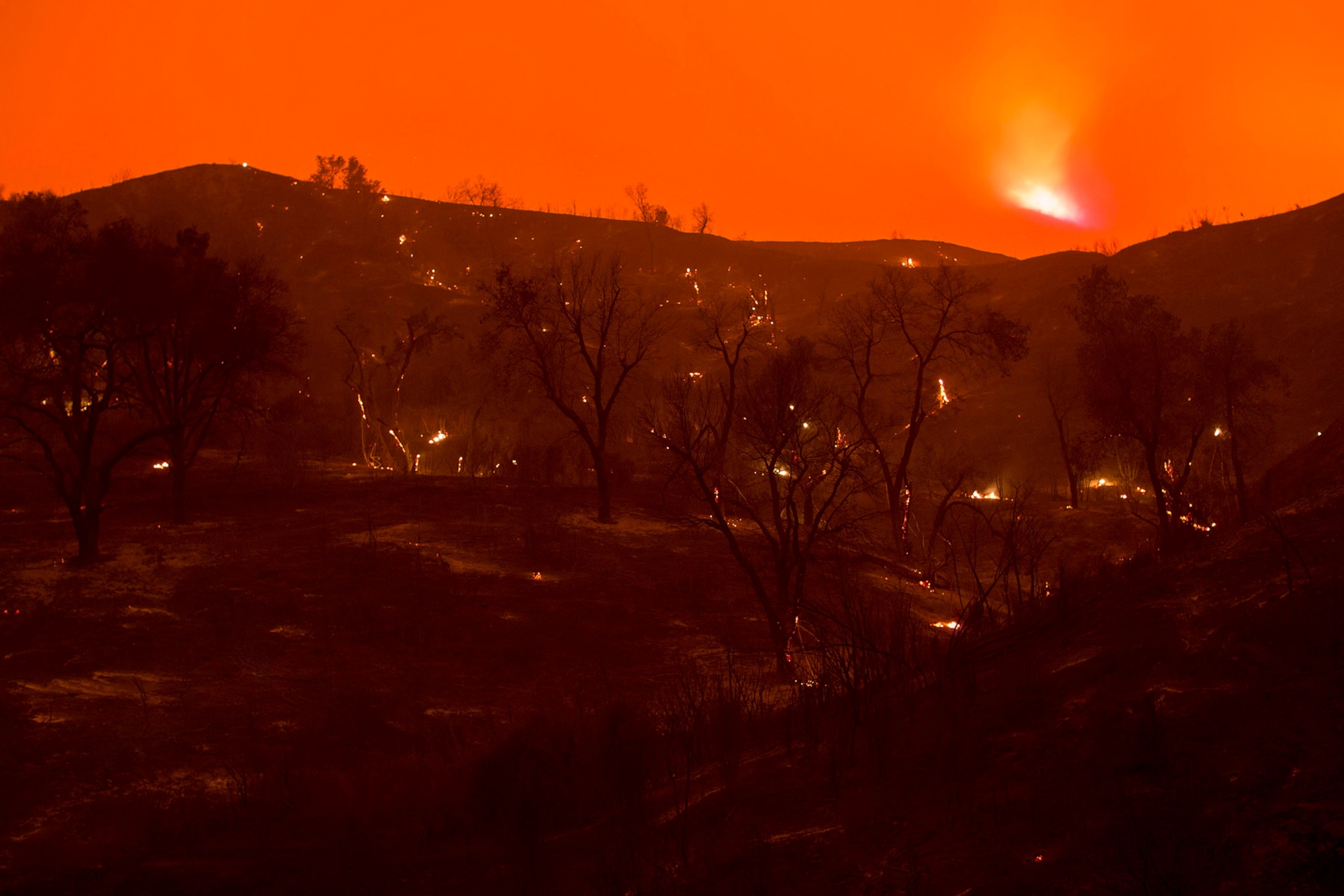 a scorched forest smoldering in Placerita Canyon at the Sand Fire.