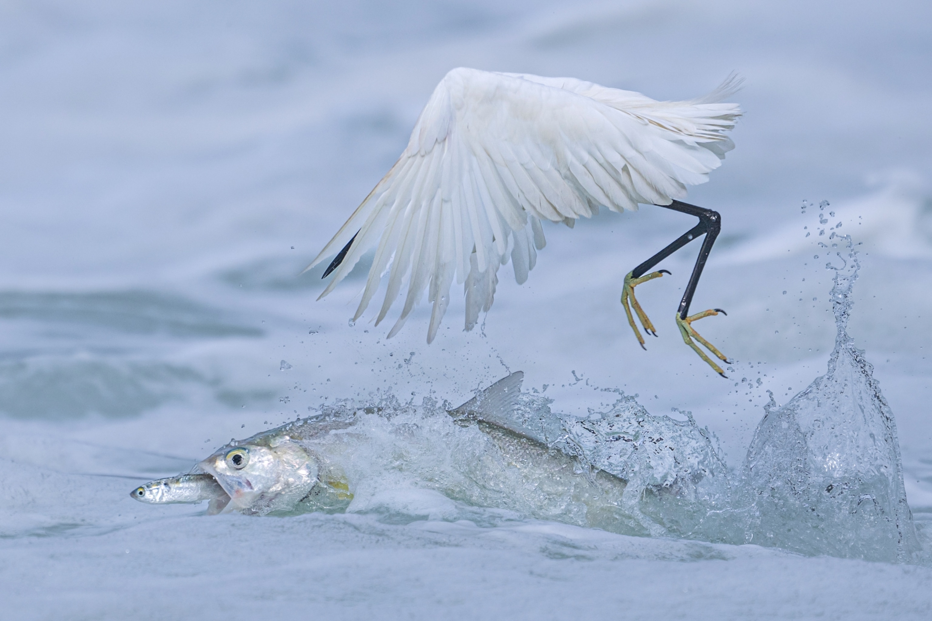 A bird flies trying to catch a fish that has almost finished swallowing a smaller fish that is trying to escape.