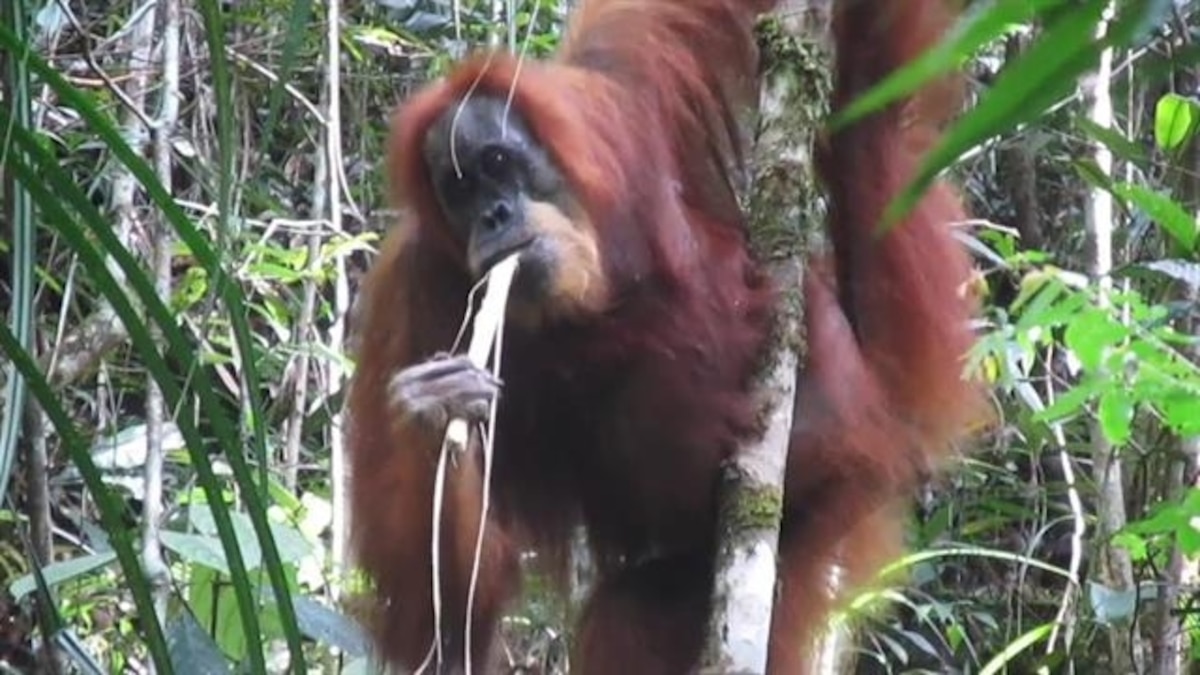 Extremely Rare Albino Orangutan Found in Indonesia
