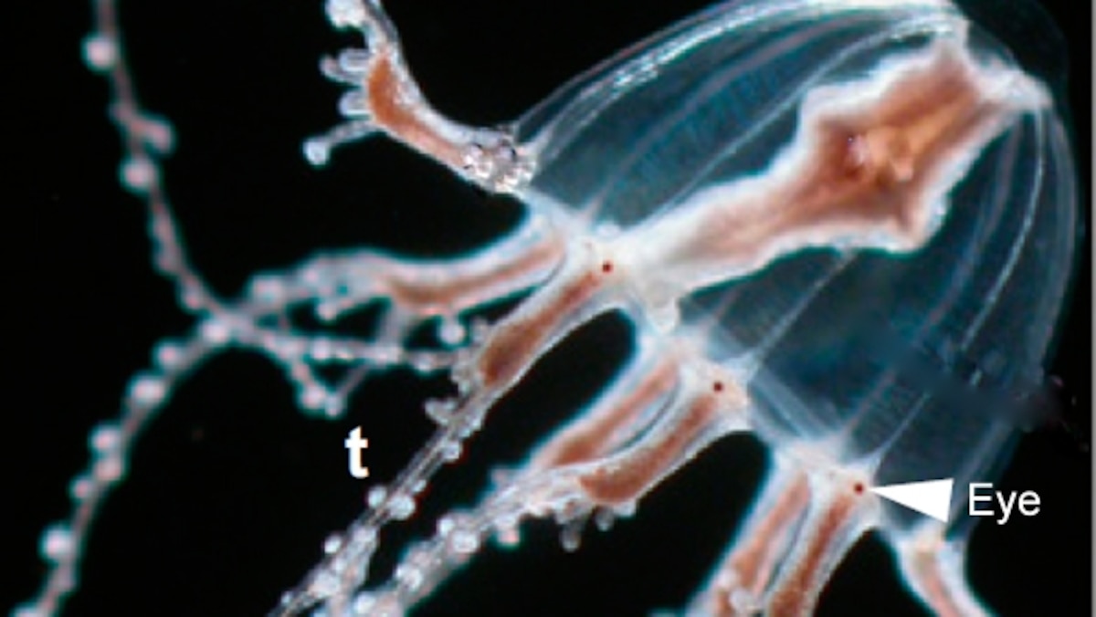 Jellyfish eye genes suggest a common origin for animal eyes