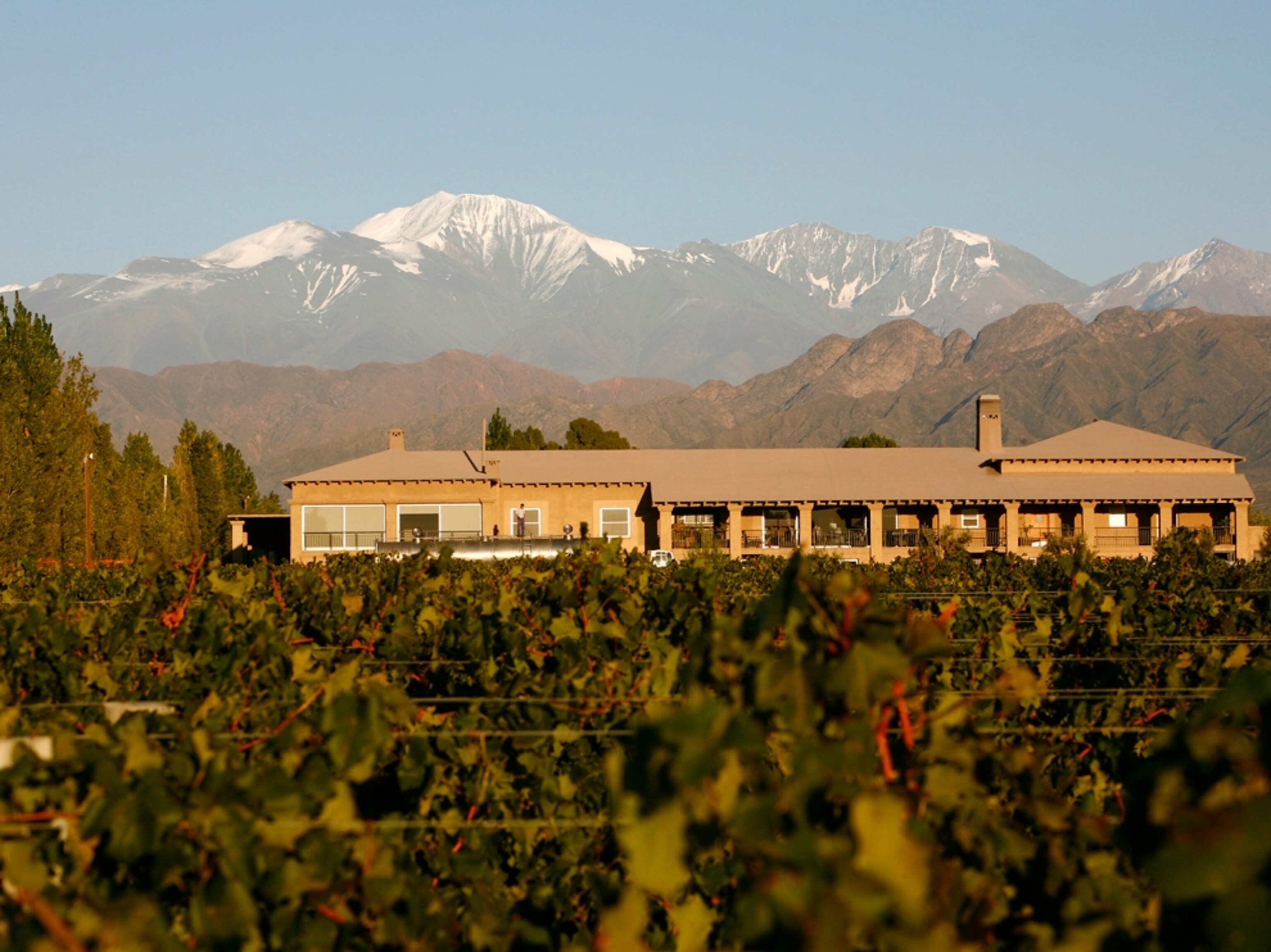 Vineyard in Mendoza Argentina
