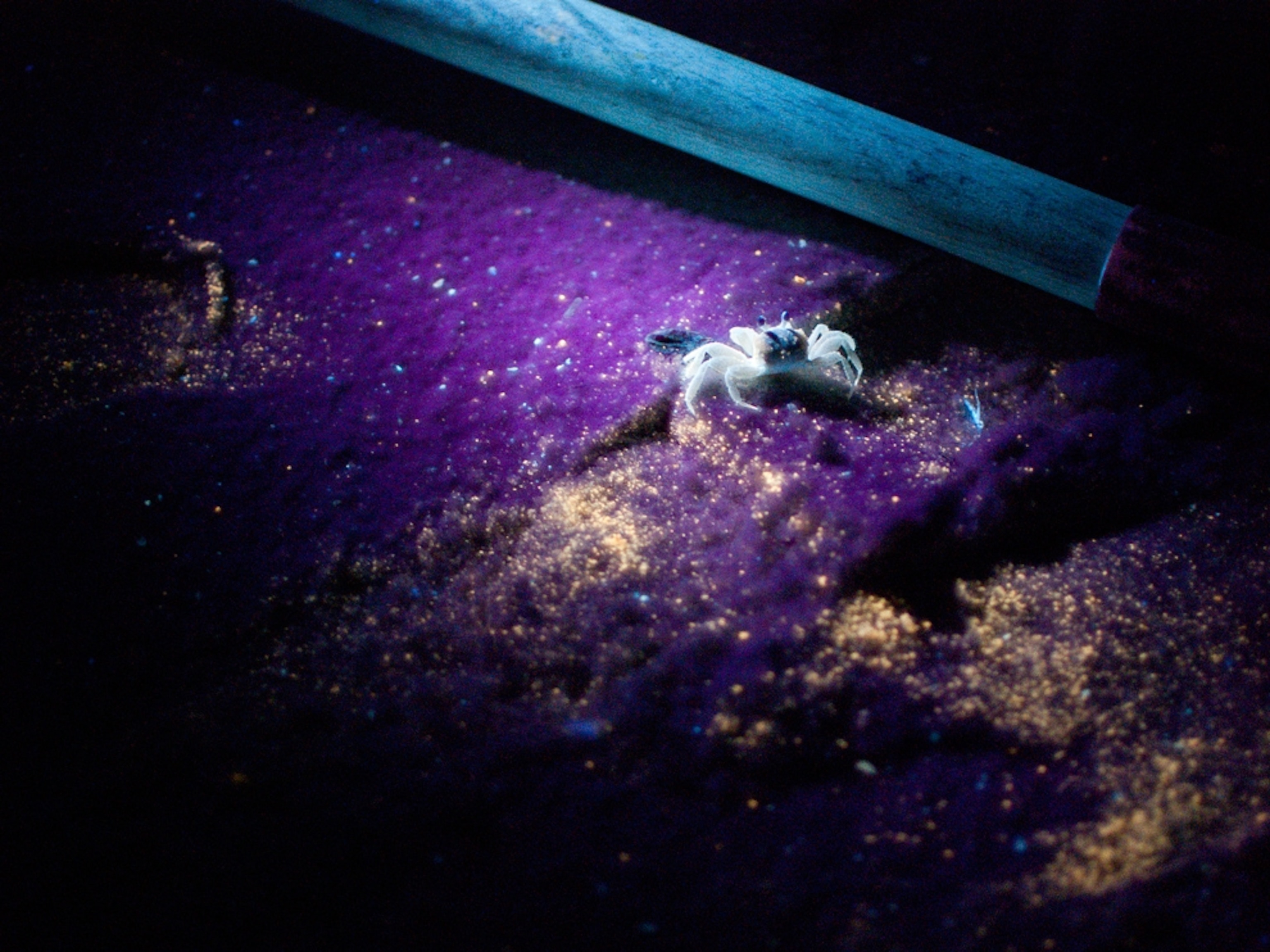 Under ultraviolet light, a ghost crab eats glowing oil from the Gulf spill in a picture.