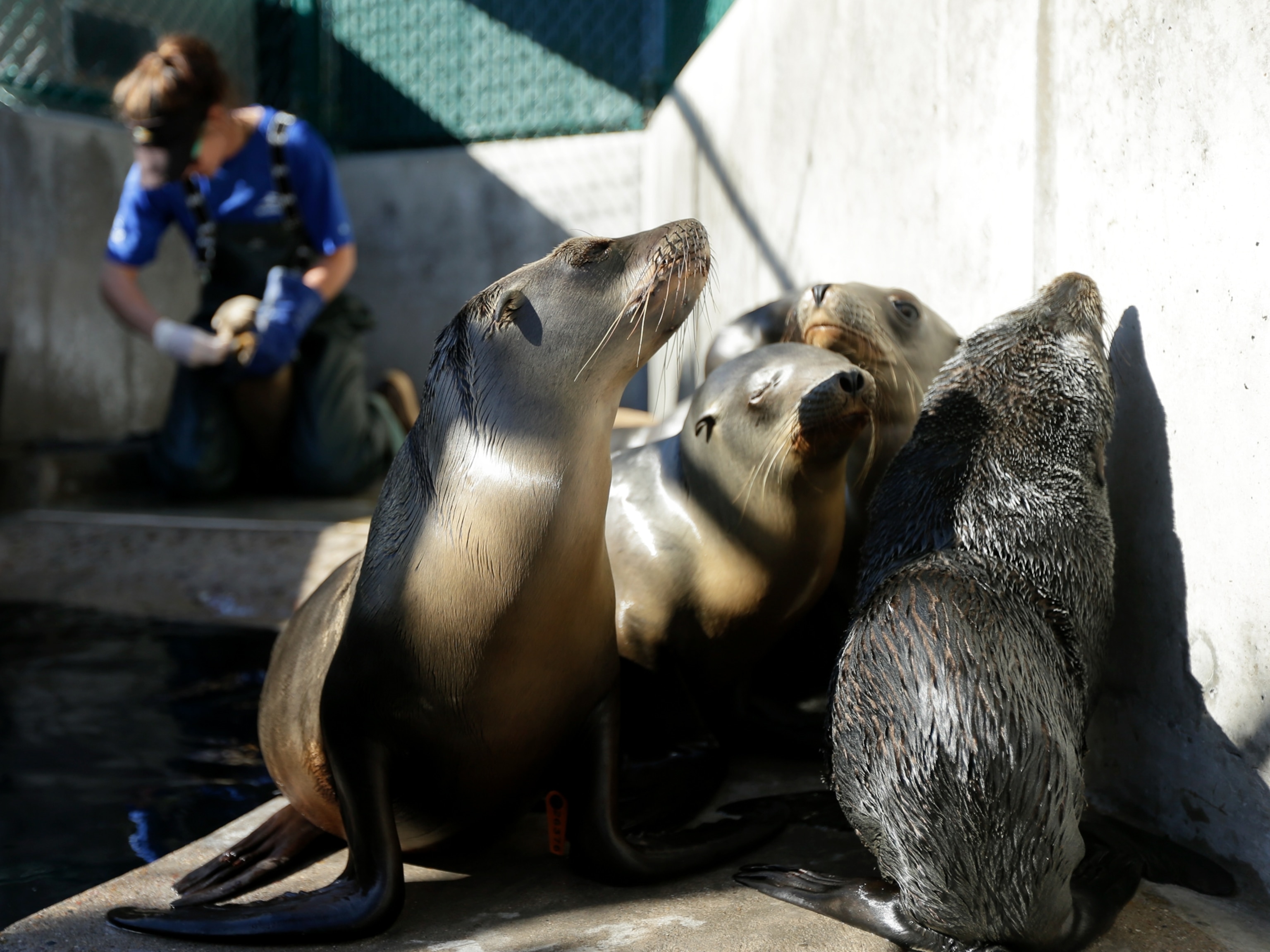 Sea lions are fed at a rescue facility in San Diego, California.