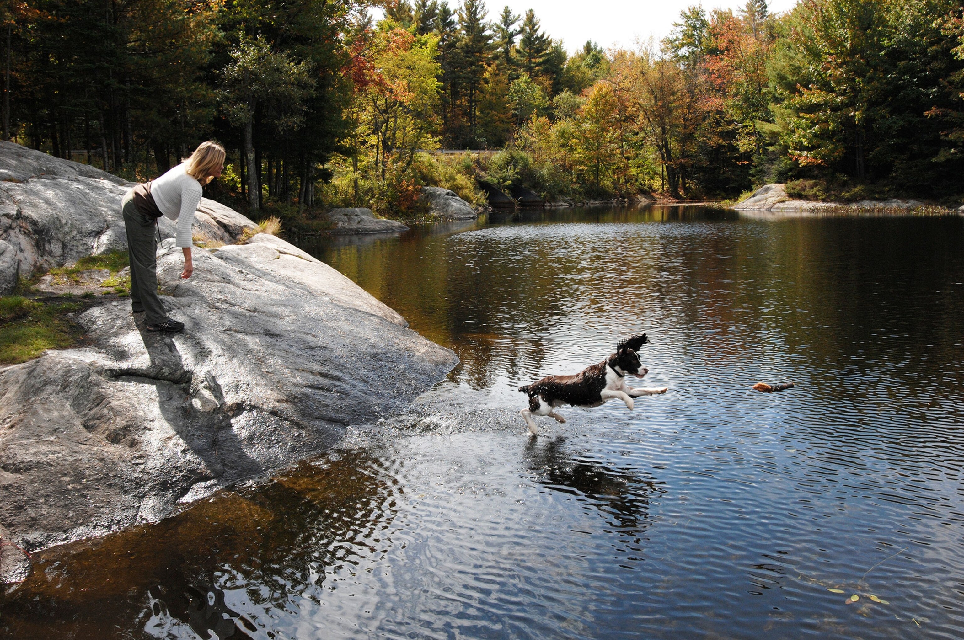 a dog chasing a stick into a pond