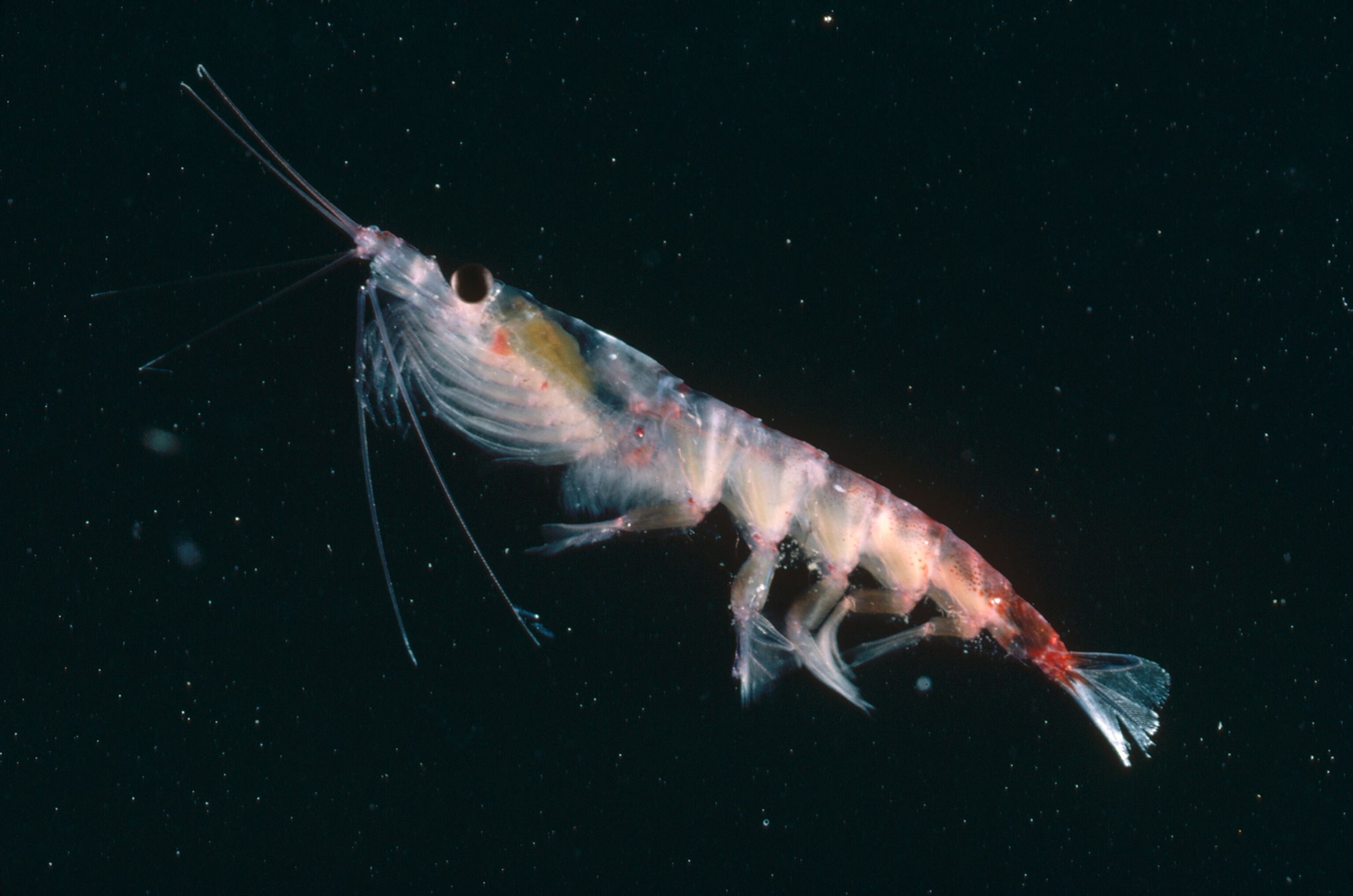 krill