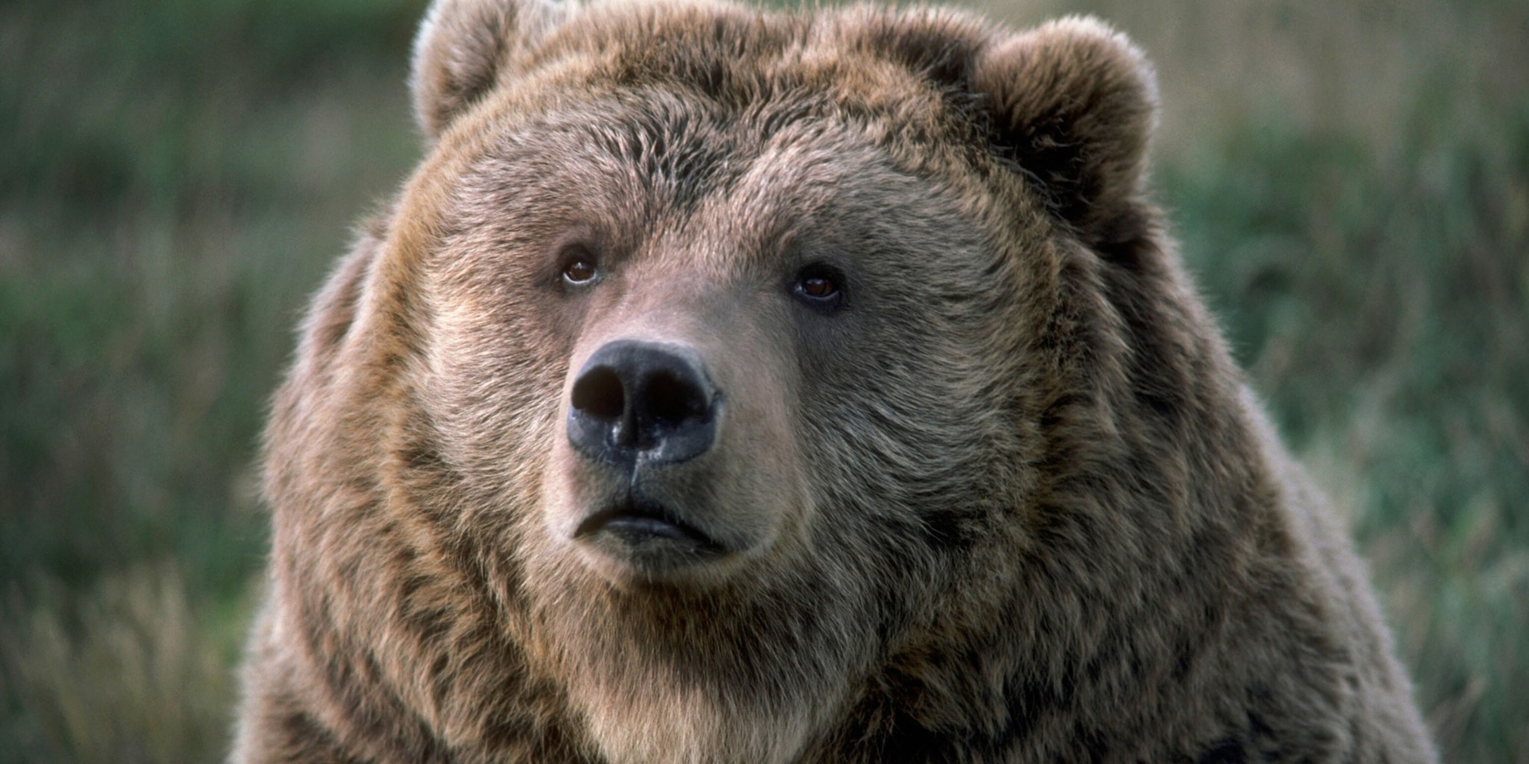 What Do You Do With A Bear That Kills A Person