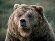 Biggest Grizzly Bear