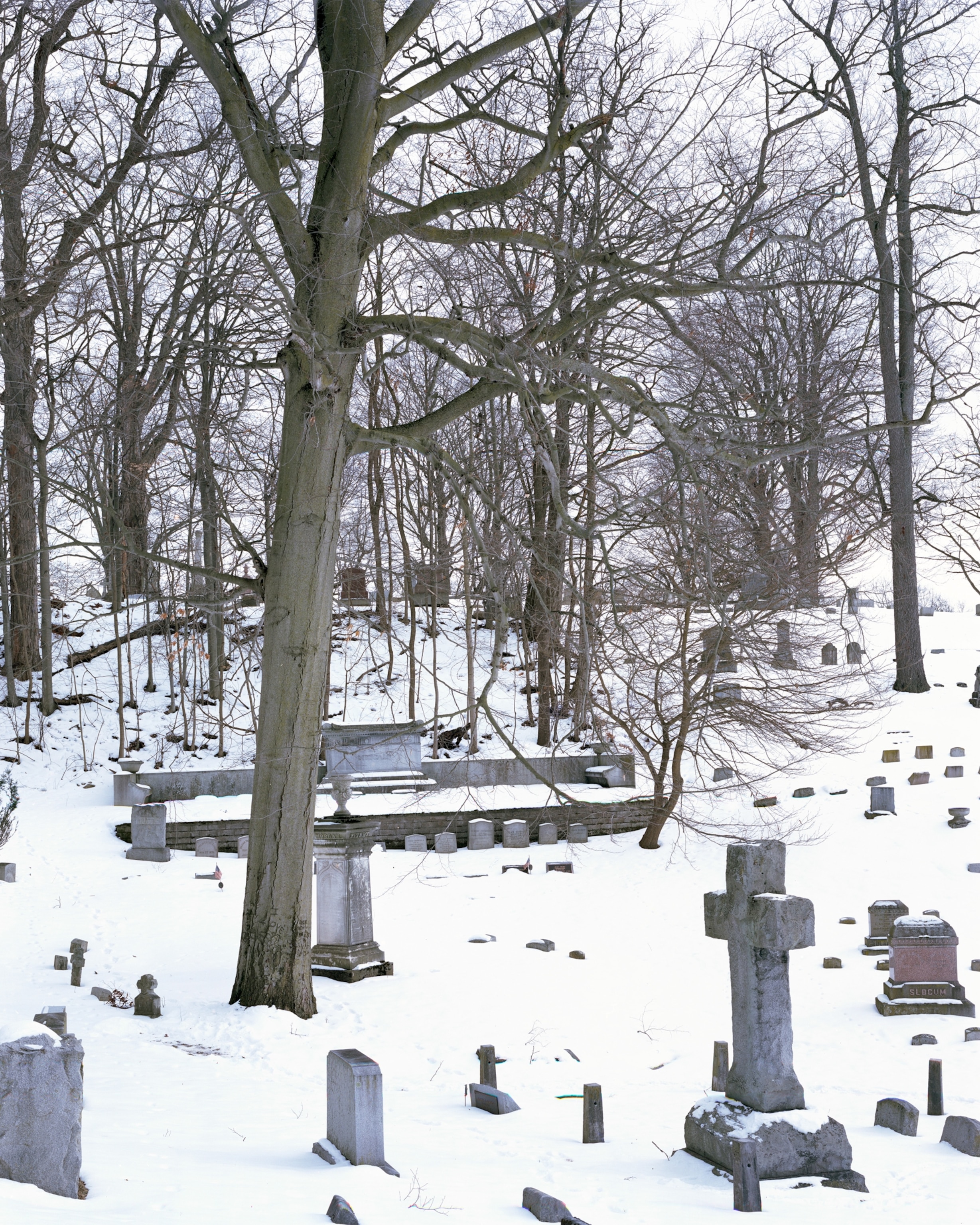 This one of a few large Beech that we know of in NYS.