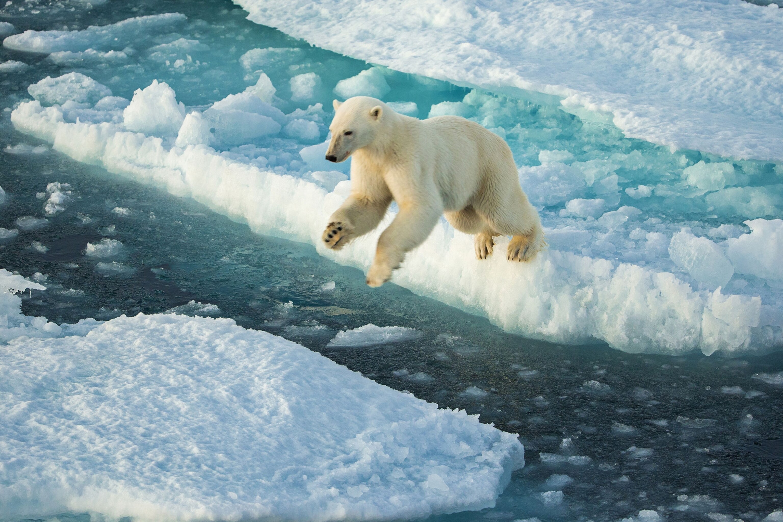 Rare Wildlife Portraits From Photographers Who Click