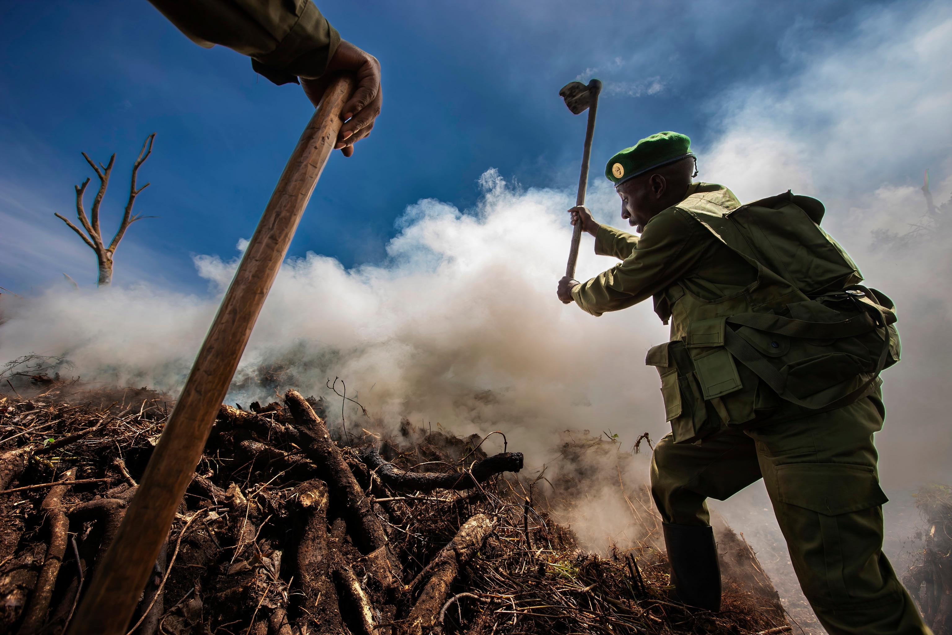 Rangers using tools to hit the trees cut down for charcoal