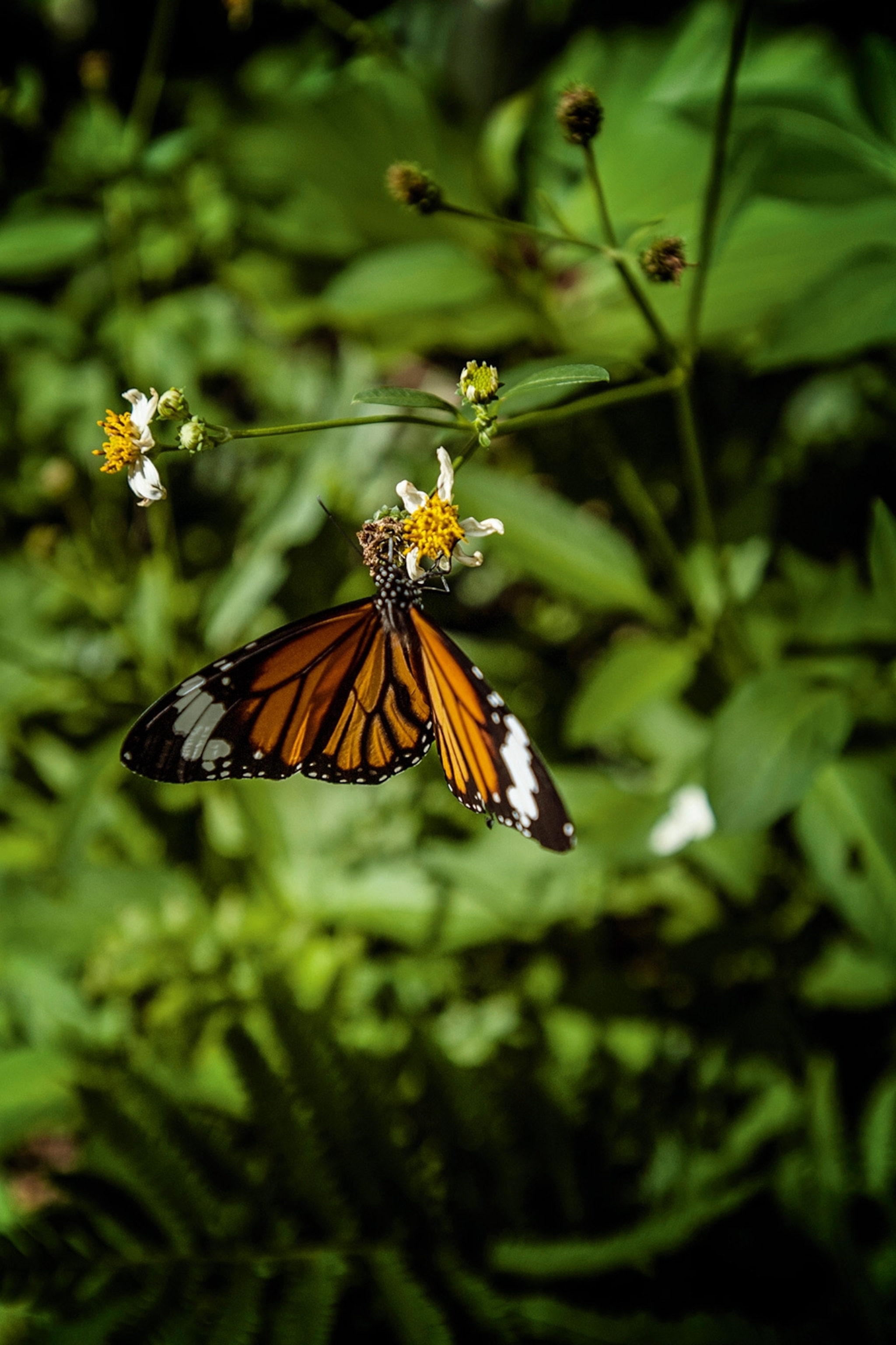 Butterfly on Iriomote island