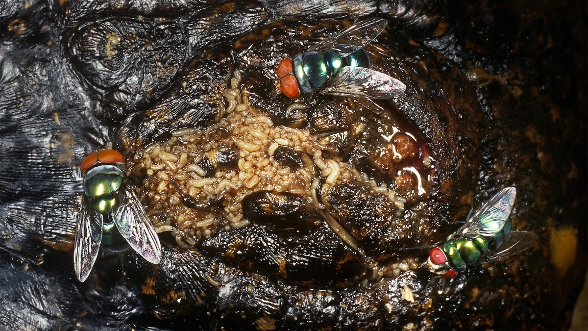 Forensic Fly Moves North