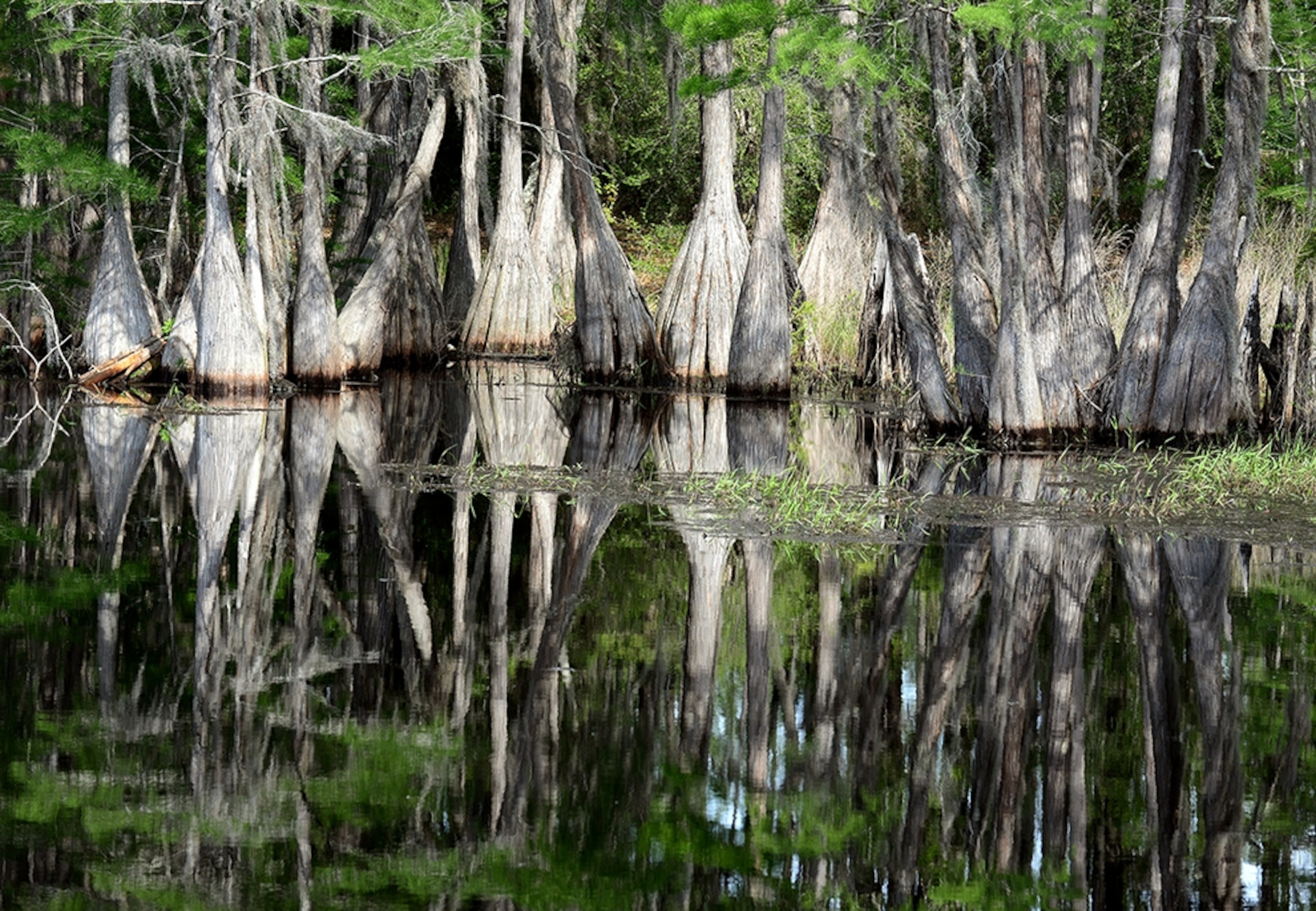 cypress trees at Pine Log State Forest Sand Pond Recreation Area near Ebro, Florida