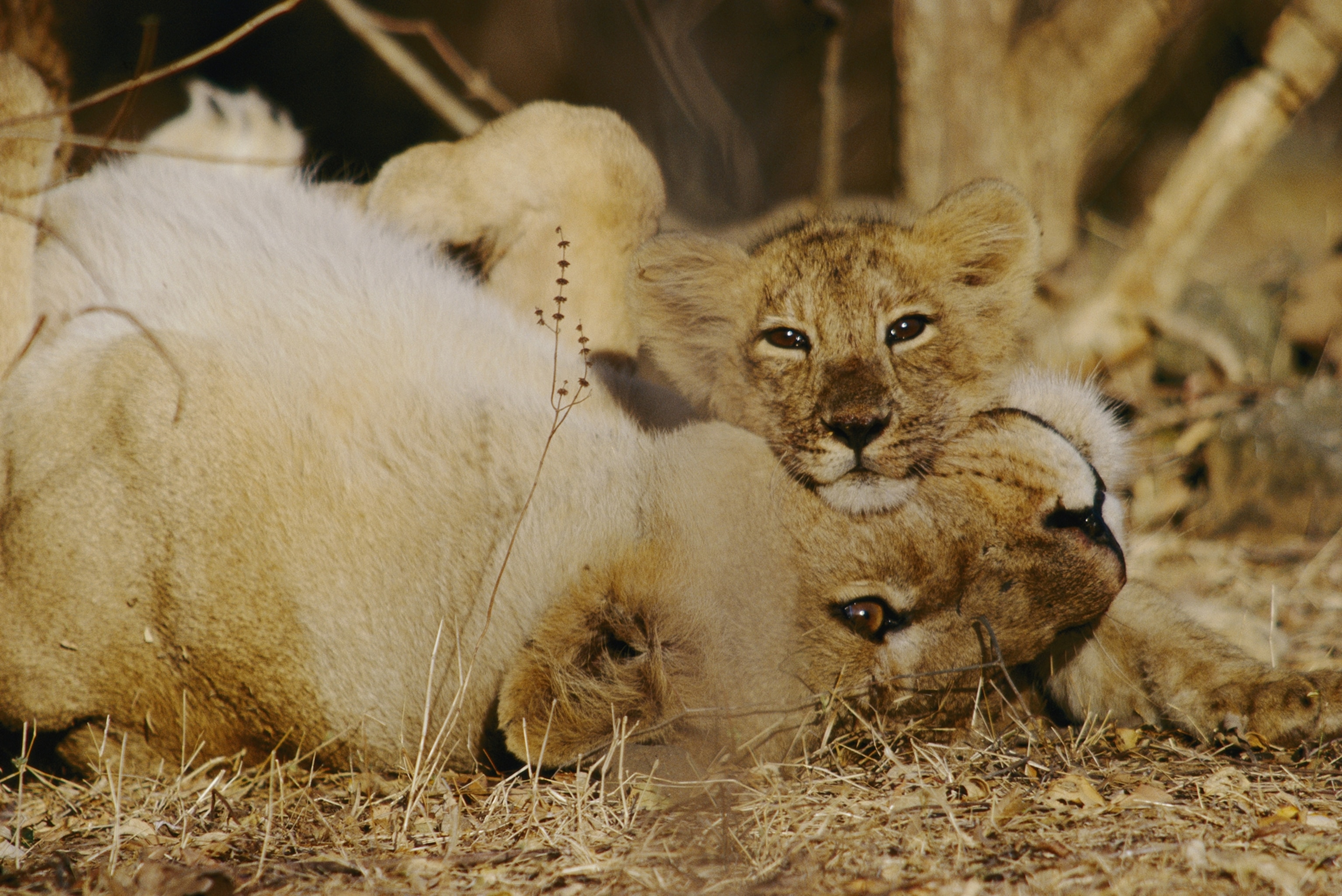 Asian lions, Panthera leo Asiatic, mother and cub play.