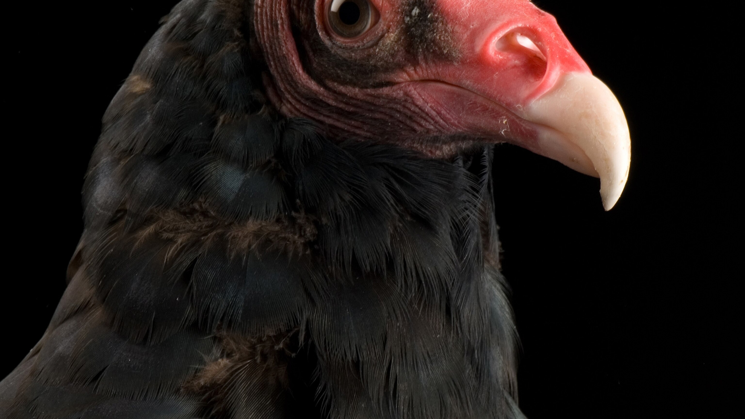 Turkey Vulture | National Geographic | National Geographic
