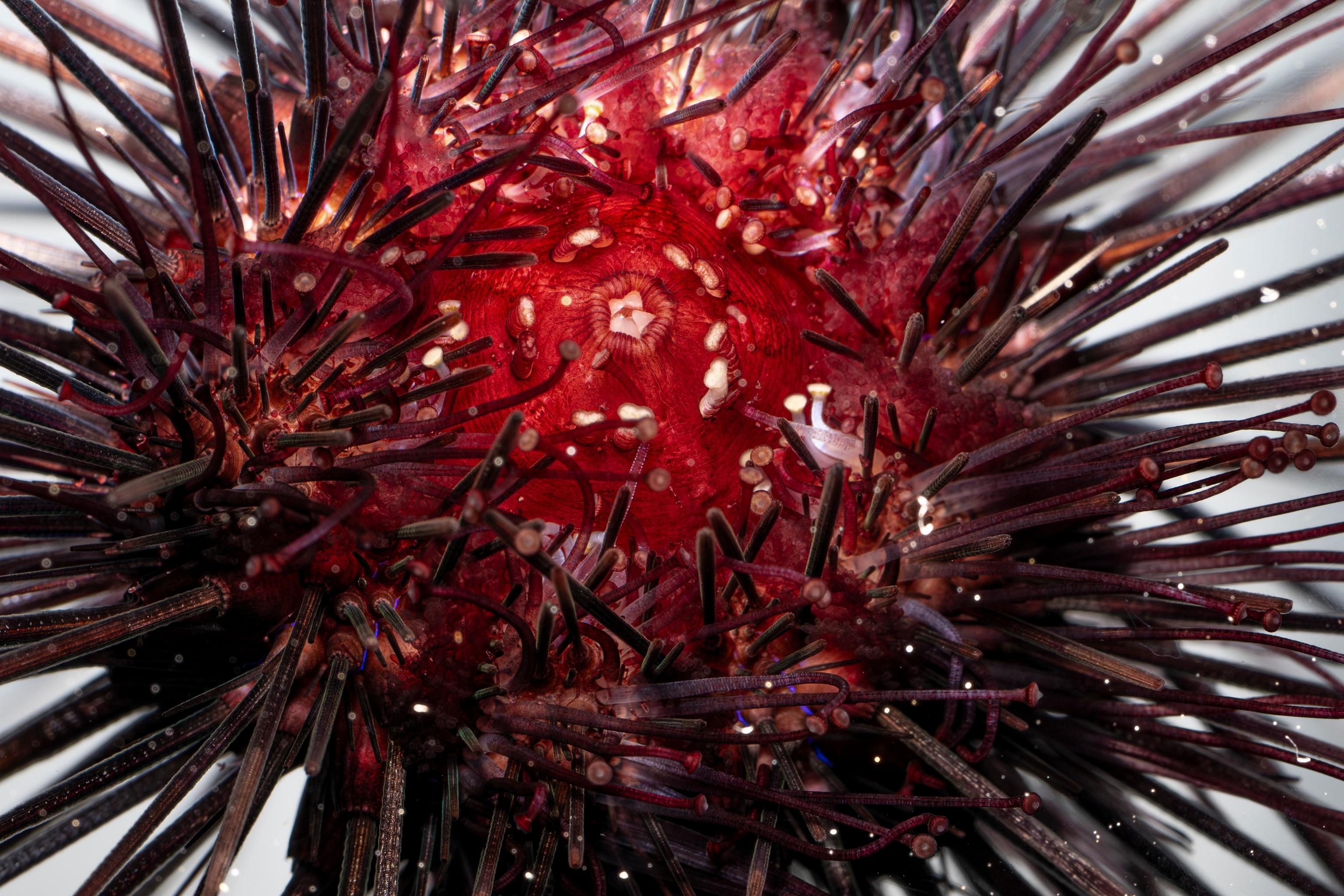 A close-up photo of the underside of a red long-spined sea urchin.