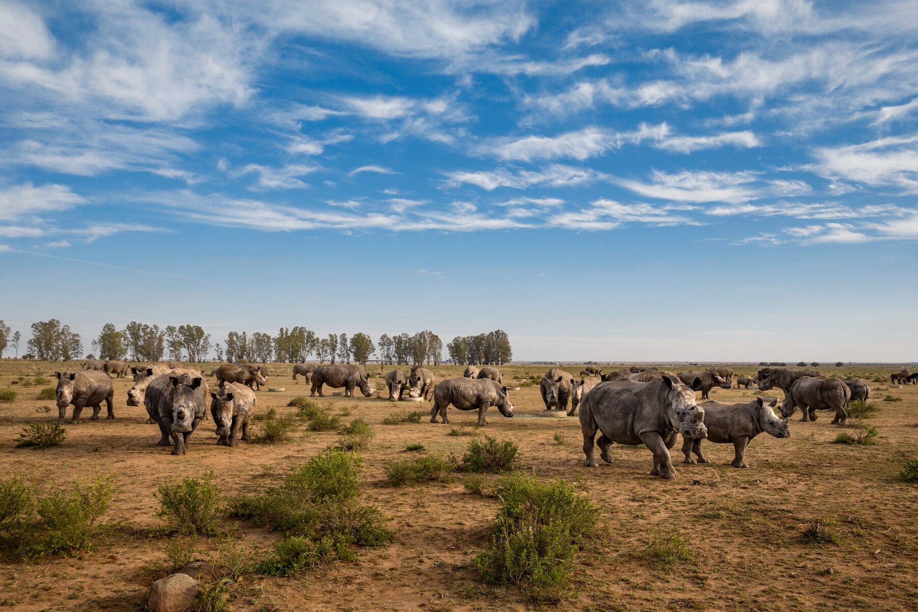 Rhinos at a feeding site on a ranch have recently had their horns trimmed