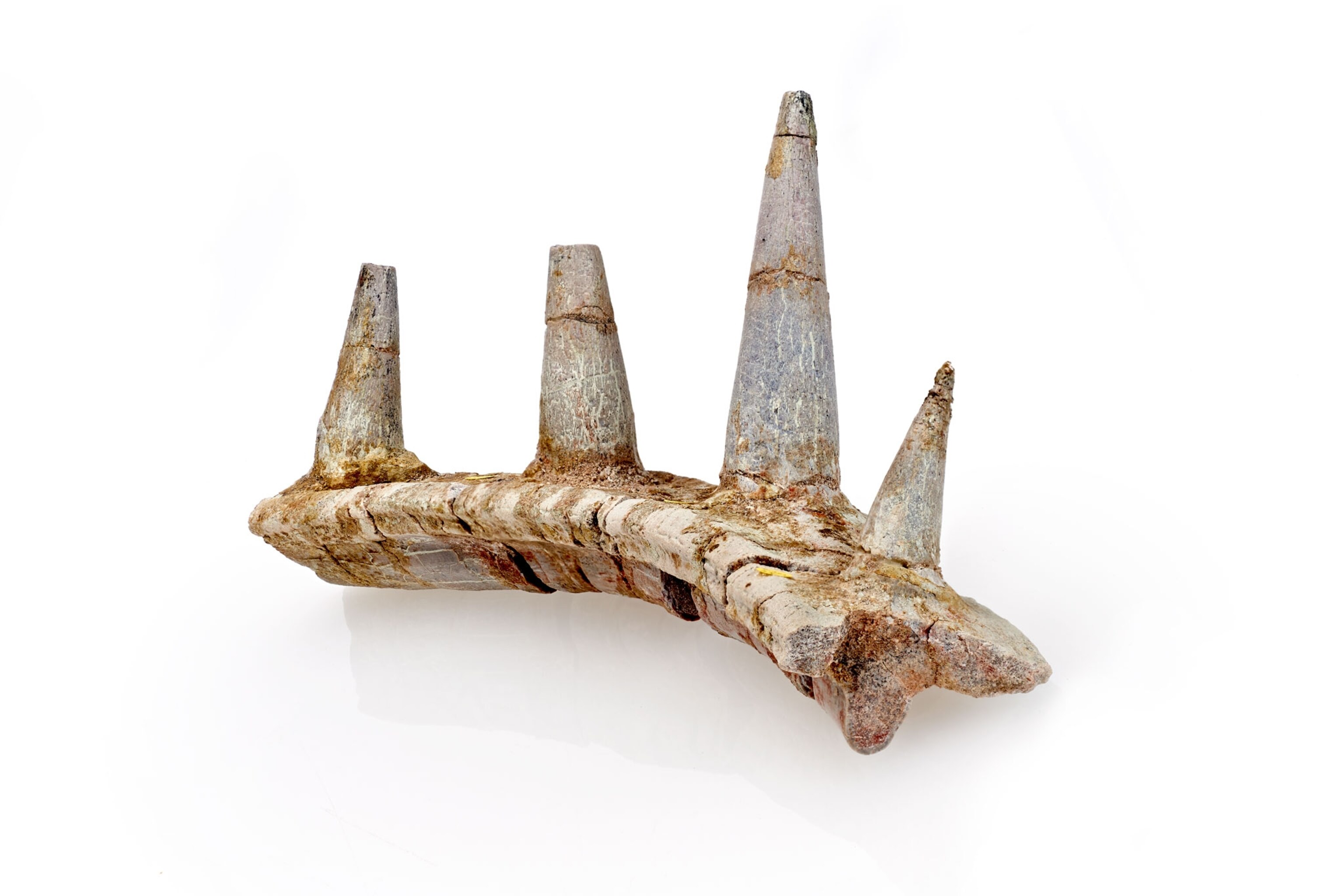 10 of the most amazing dinosaurs discovered in 2021