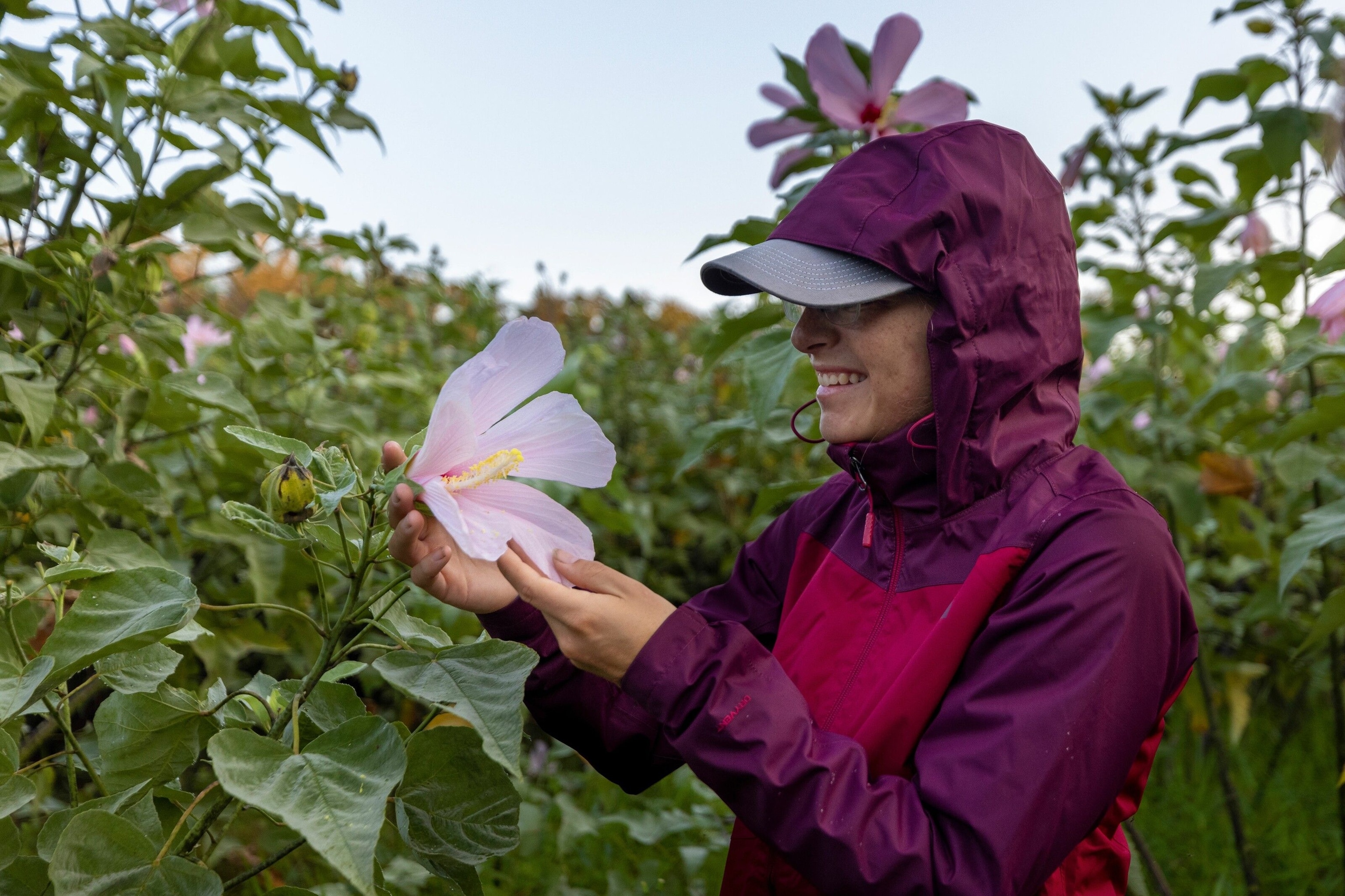 Allie Smith, one of the naturalists on Little St Simons Island, inspecting a marsh mallow flower.