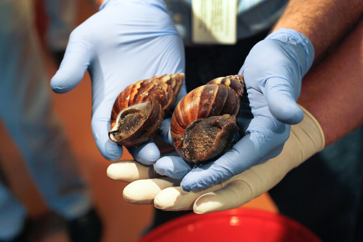Giant Snails Invading Florida, "Major Threat" to Crops