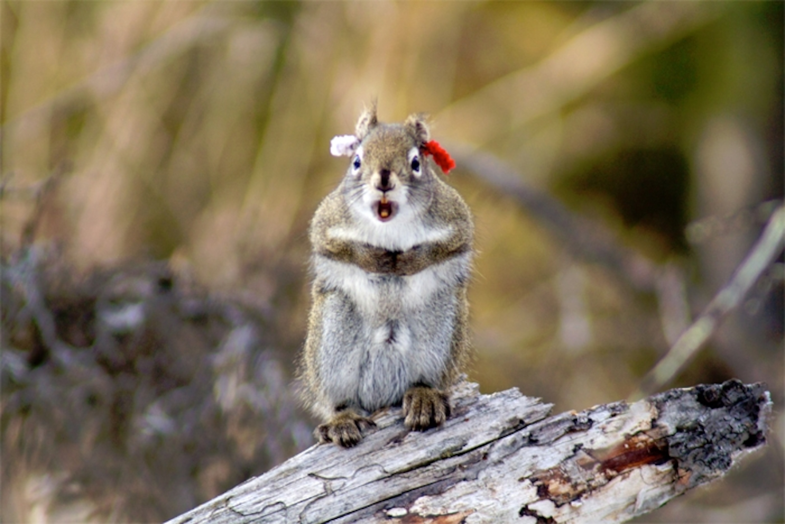 Photo by Ryan W Taylor